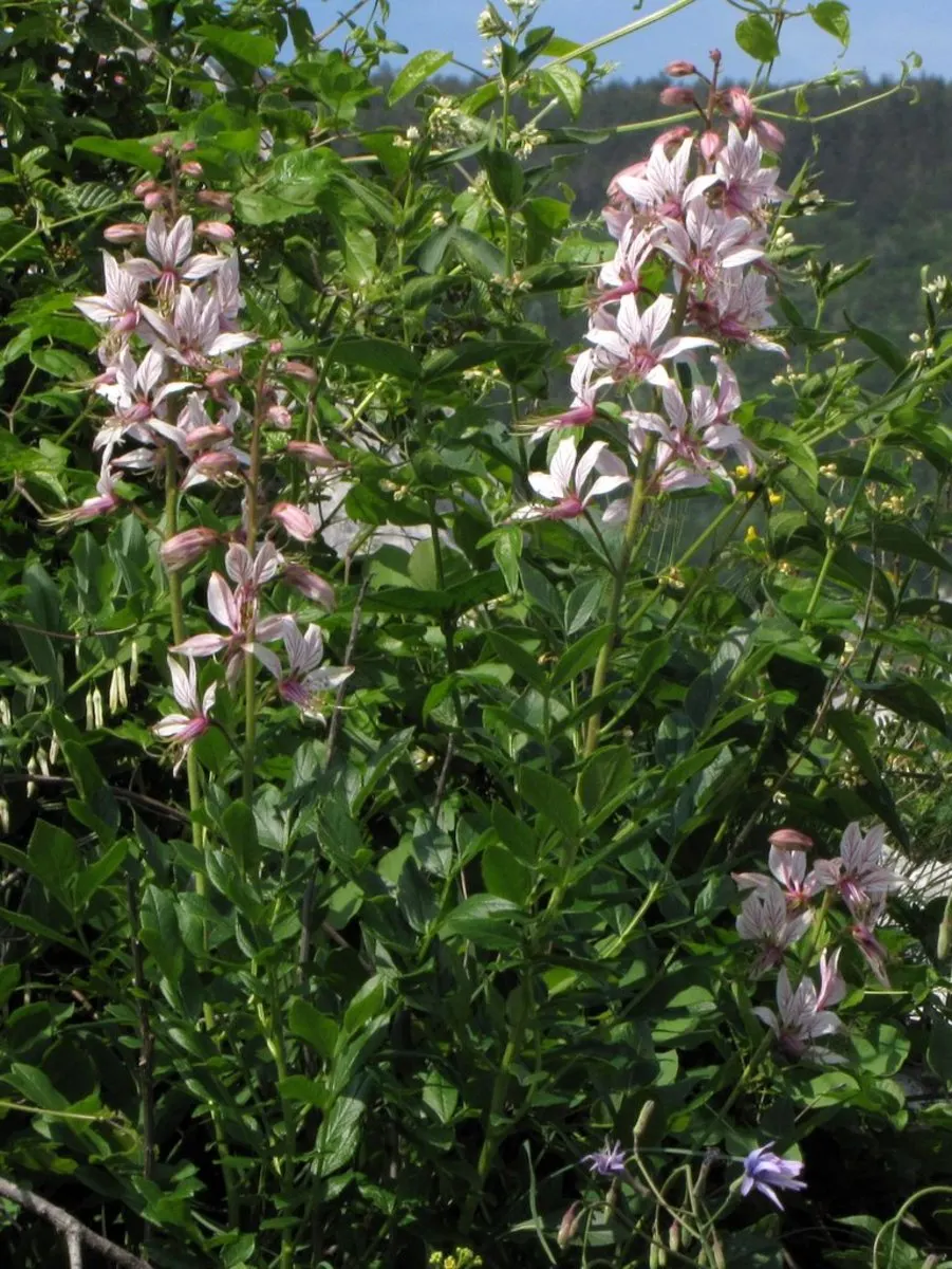 Gas Plant (Dictamnus Albus) — scientifically known as Dictamnus albus; this captivating specimen requires an allocated space in full sun to part shade to truly