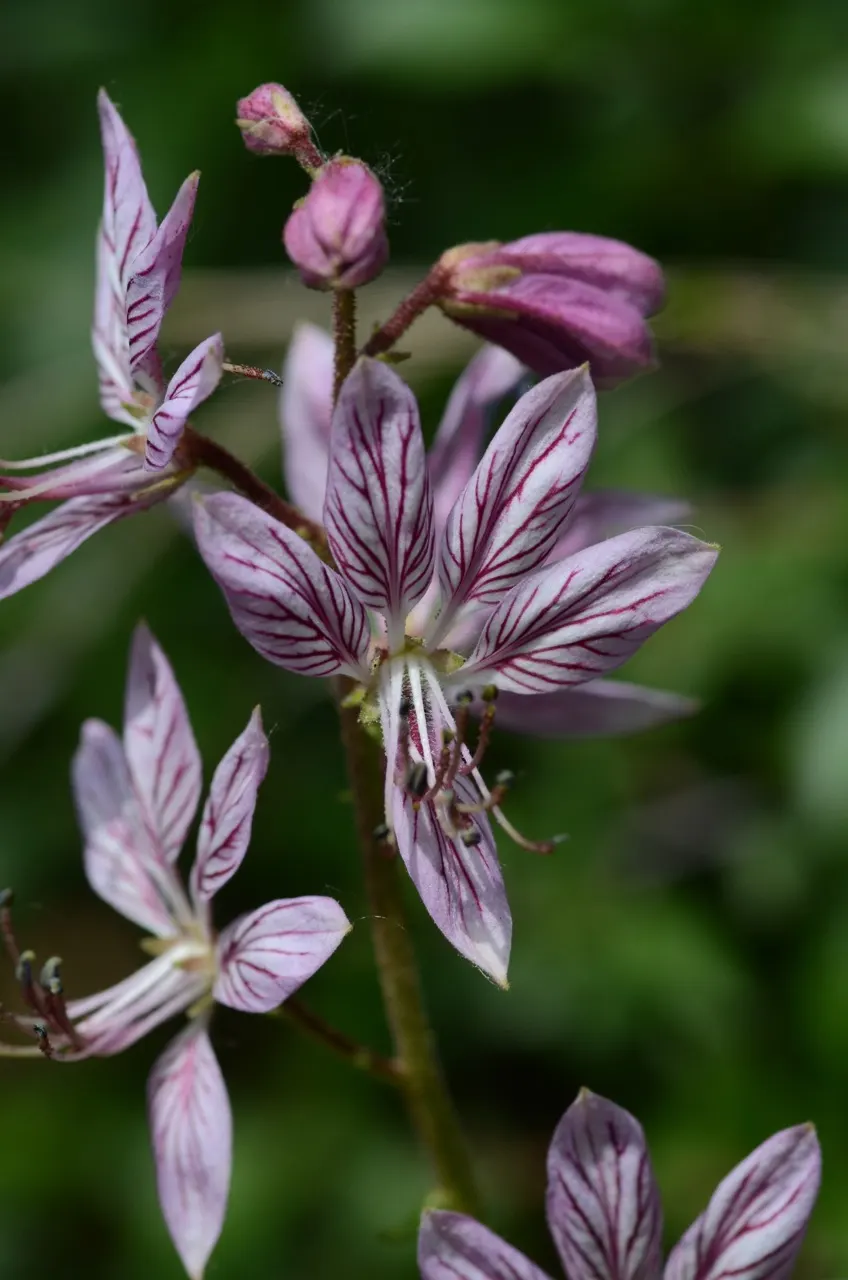 Gas Plant (Dictamnus Albus) — is a perennial herb known for its unique ability to exude a flammable gas on warm evenings; caution advised due to, image 61