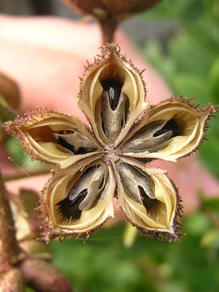 Gas Plant (Dictamnus Albus) — which can reach lengths of 6 to 12 inches; pink and white flowers in the garden