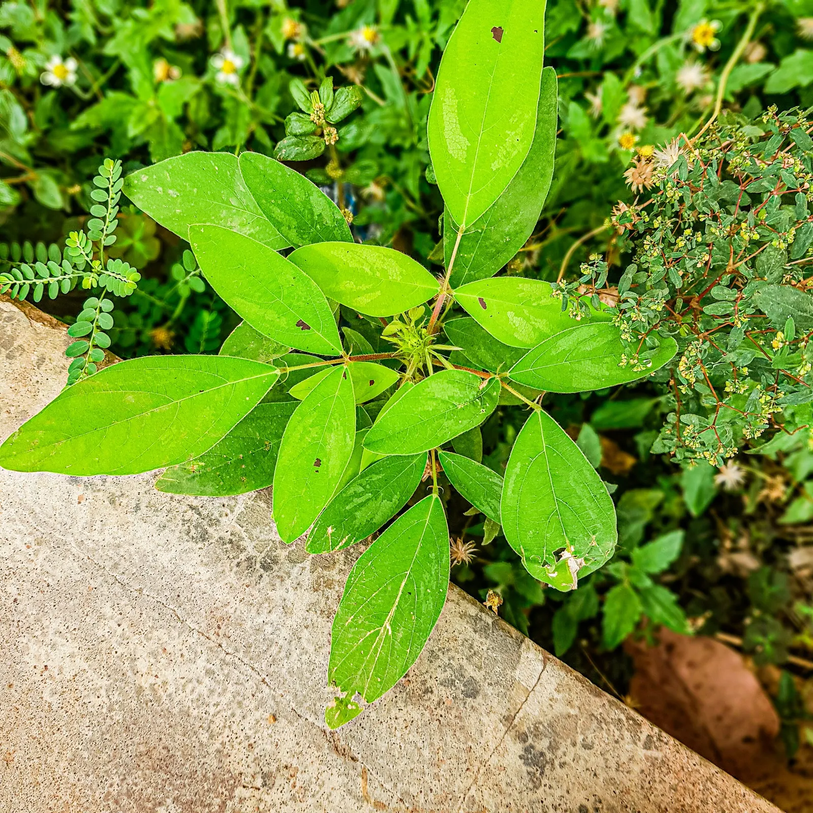 Gas Plant (Dictamnus Albus) — scientifically known as Dictamnus albus; this captivating specimen requires an allocated space in full sun to part, image 66