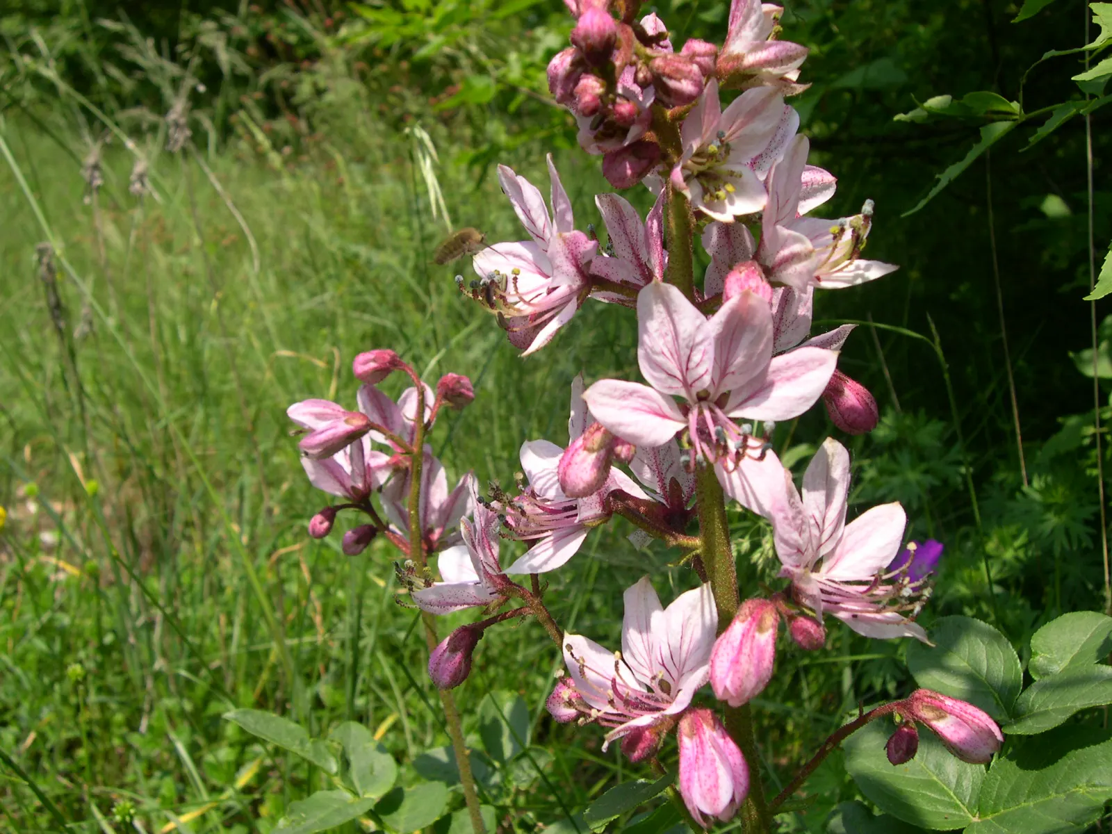 Gas Plant (Dictamnus Albus) — Reaching a mature height of 2 to 4 feet and spreading up to 2 feet wide; and largely unaffected by pests or diseases