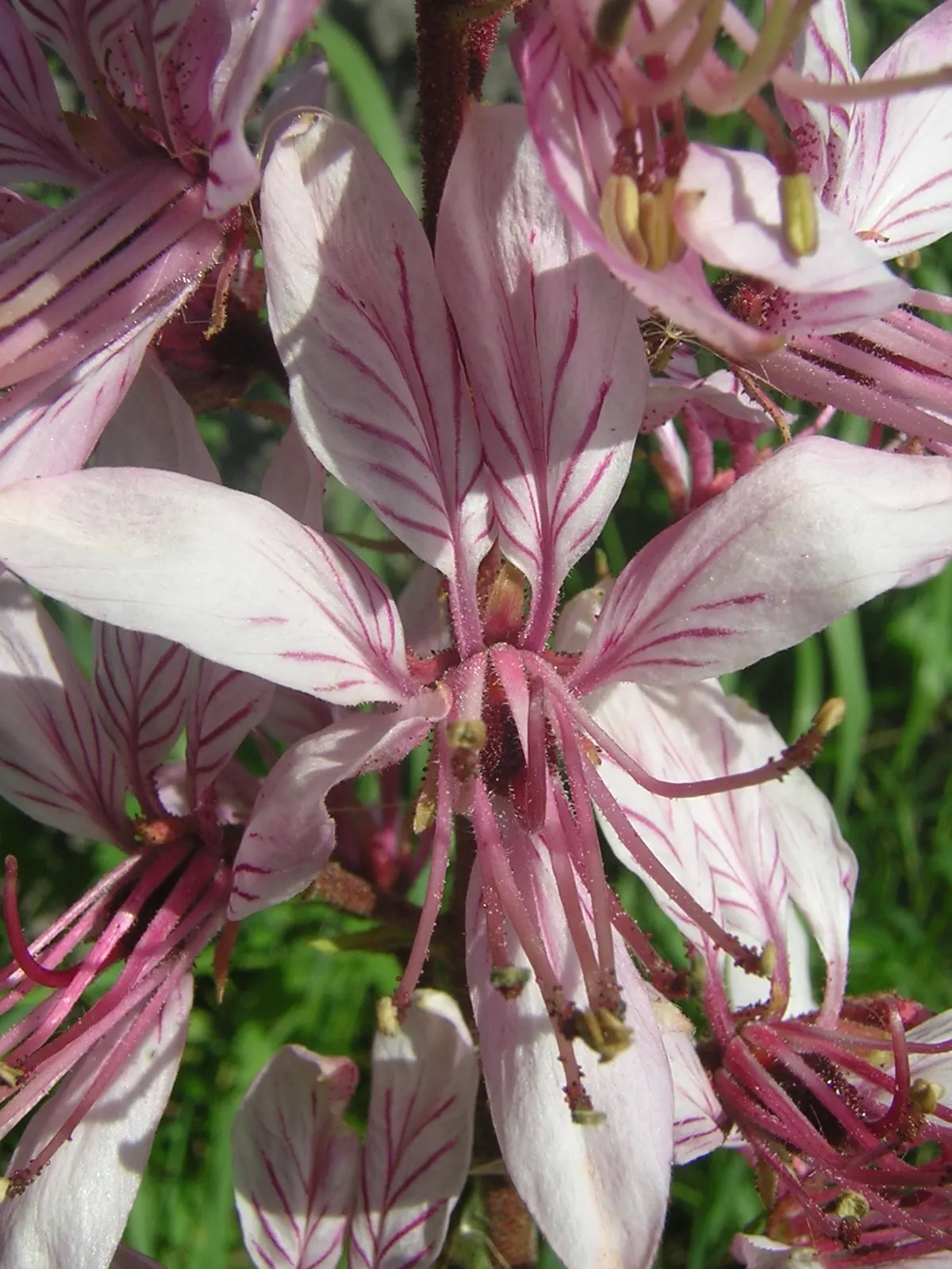 Gas Plant (Dictamnus Albus) — the leaves can span 3 to 5 inches in length; as the oils can also cause skin irritation.<br><br>Preferring well-drained