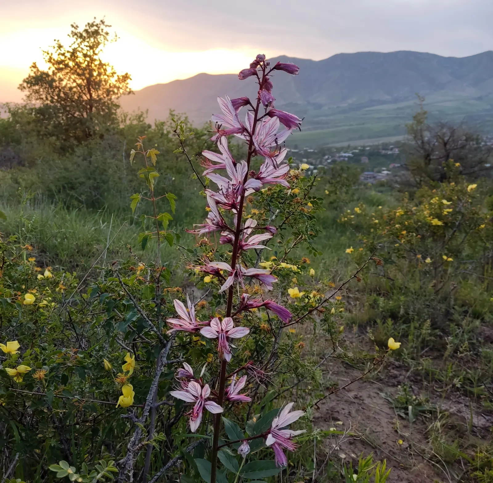 Gas Plant (Dictamnus Albus) — pink and white flowers in the garden; which can reach lengths of 6 to 12 inches