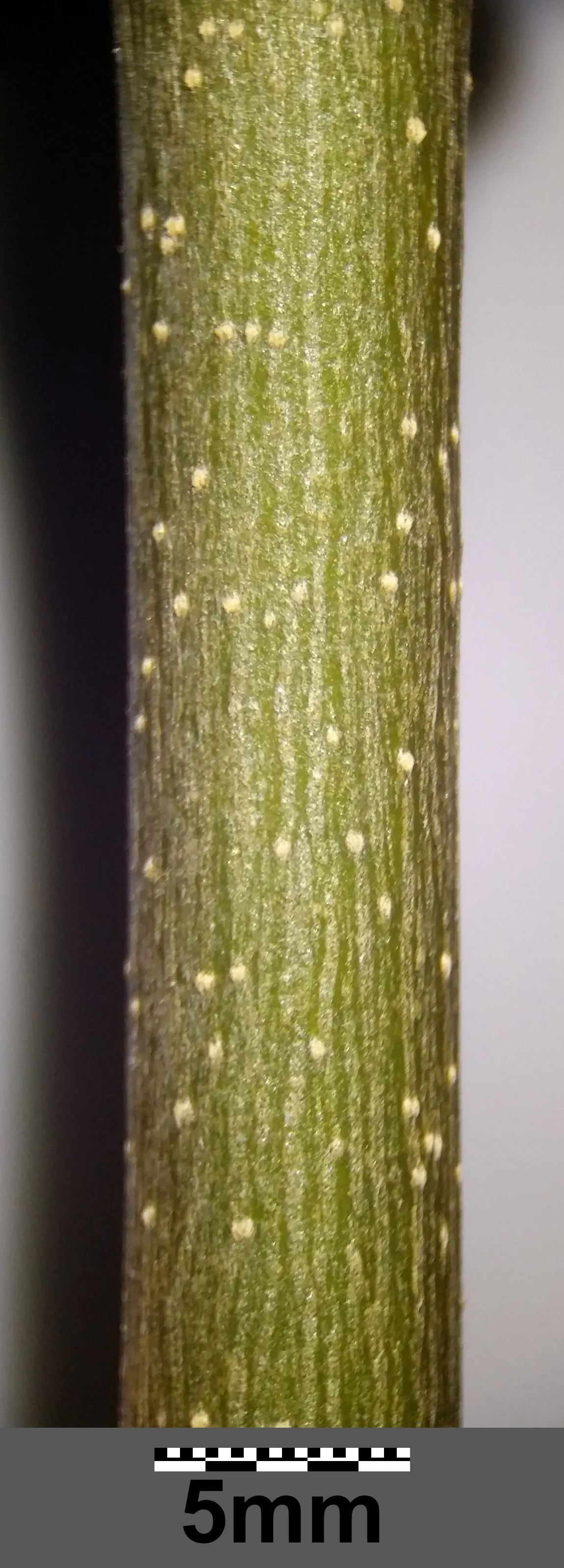 Flowering Ash (Fraxinus Ornus) — Native to the Mediterranean region; tree with green and white blooms, image 62