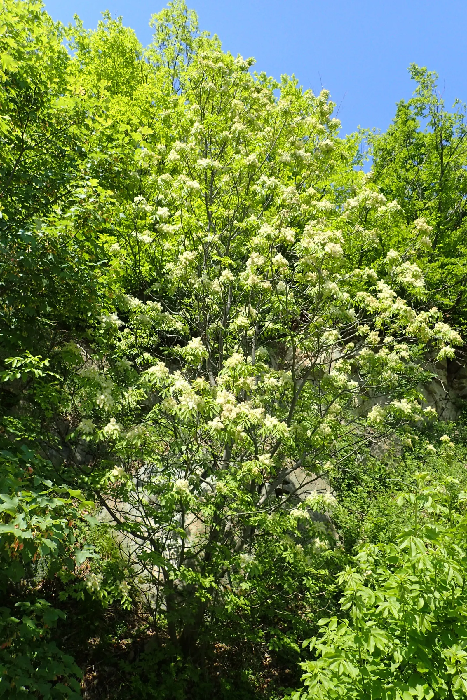 Flowering Ash (Fraxinus Ornus) — Native to the Mediterranean region