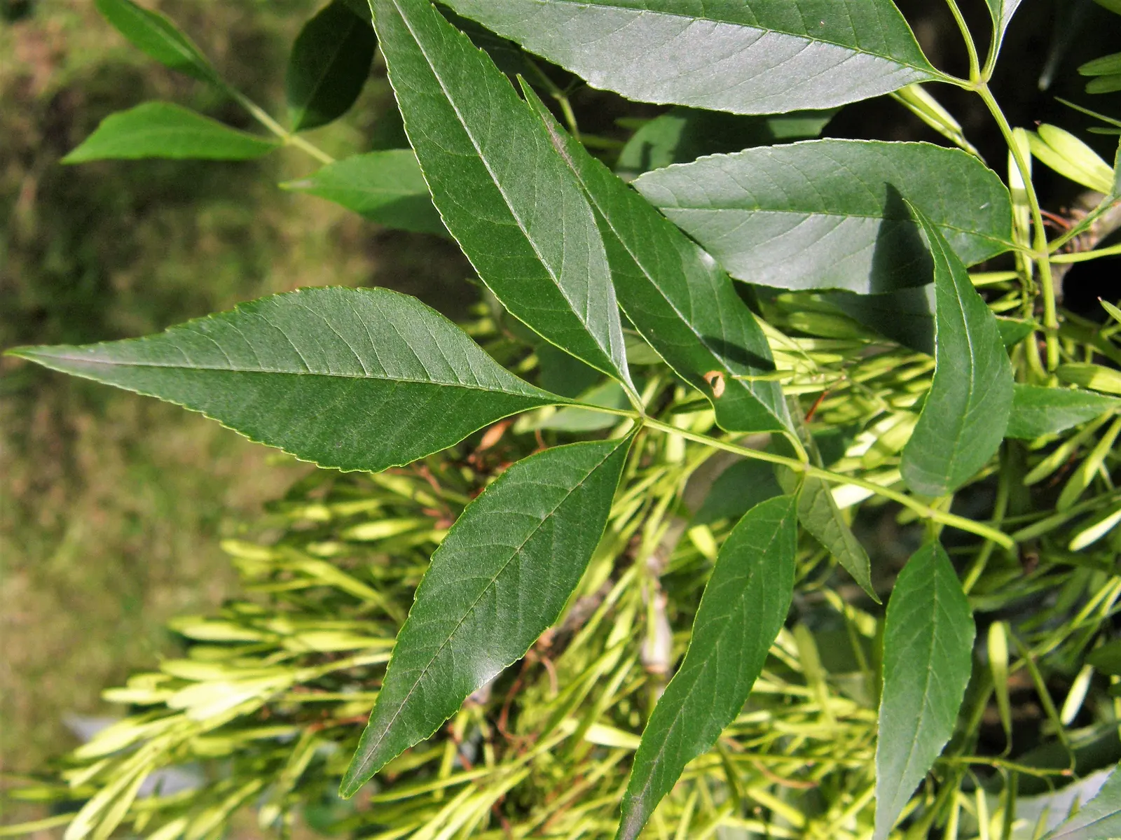 Flowering Ash (Fraxinus Ornus) — green and white flowers in the garden; making it an excellent choice for small to medium-sized, image 79