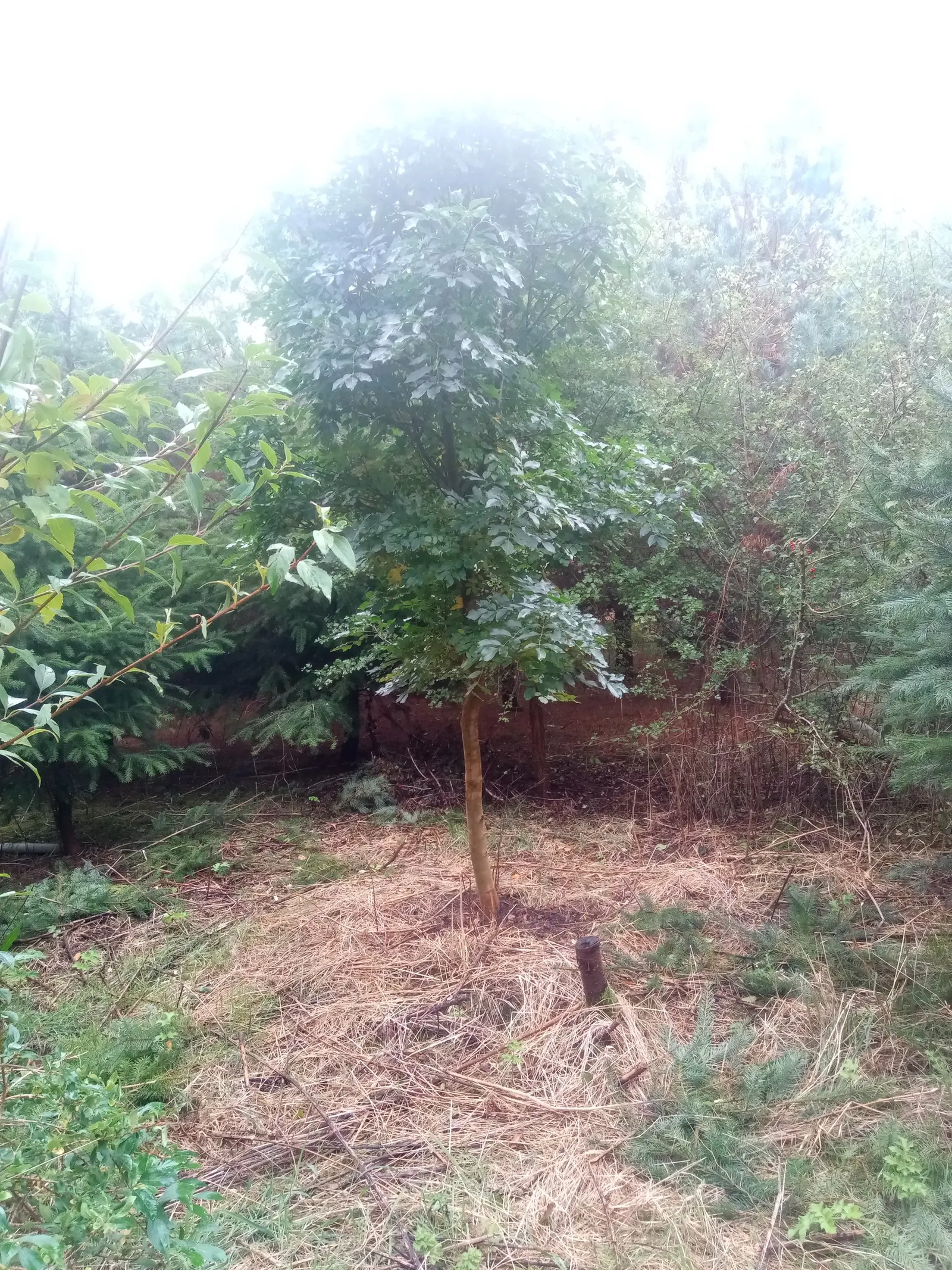 Flowering Ash (Fraxinus Ornus) — each with 5 to 9 leaflets