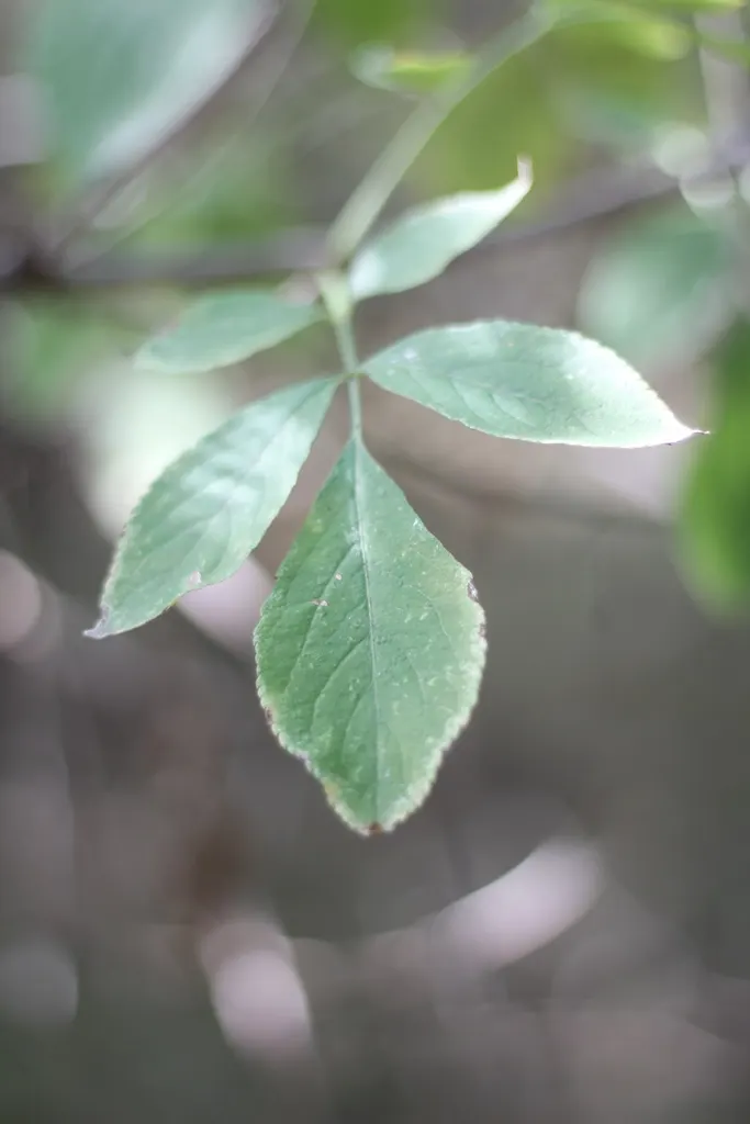 Flowering Ash (Fraxinus Ornus) — making it an excellent choice for small to medium-sized landscapes.<br><br>In the spring; these blossoms not only, image 64