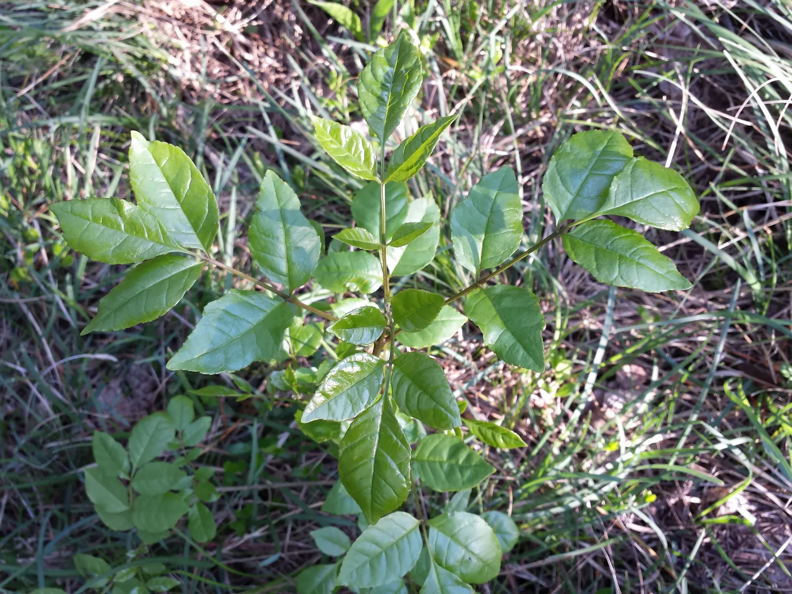 Flowering Ash (Fraxinus Ornus) — with low maintenance needs and adaptability
