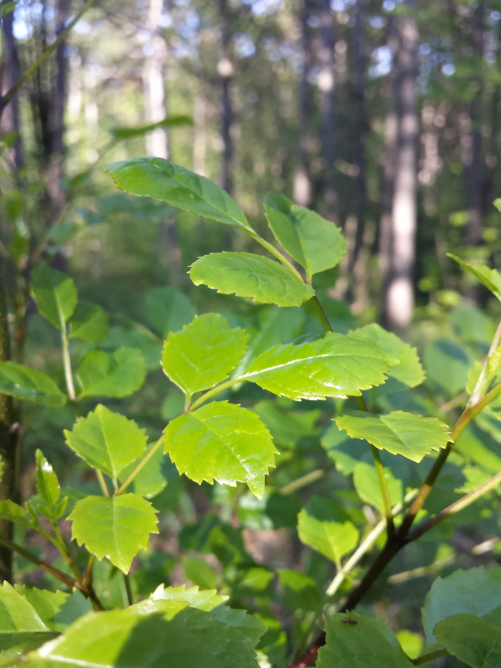 Flowering Ash (Fraxinus Ornus) — Its size, attractive blooms, and seasonal changes provide enduring interest throughout the year