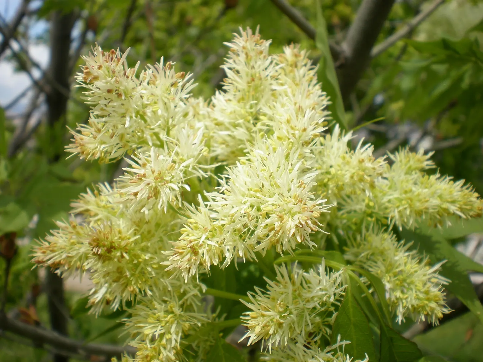 Flowering Ash (Fraxinus Ornus) — offering a lush green backdrop in summer; its size, attractive blooms, and seasonal changes provide enduring, image 73