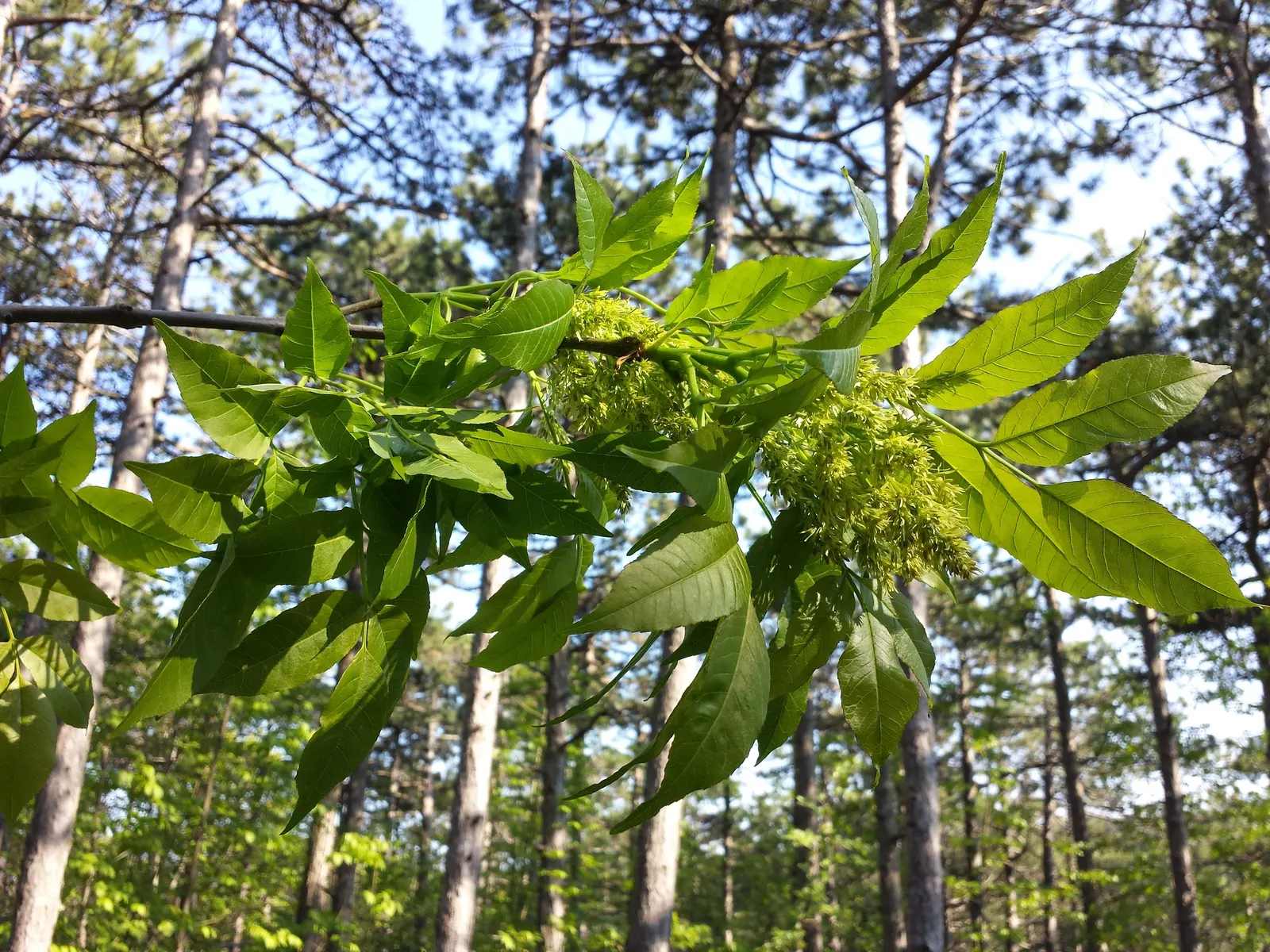 Flowering Ash (Fraxinus Ornus) — Preferring full sun, it's a hardy choice for zones 5 to 8 and tolerates a wide range of soil types, image 59