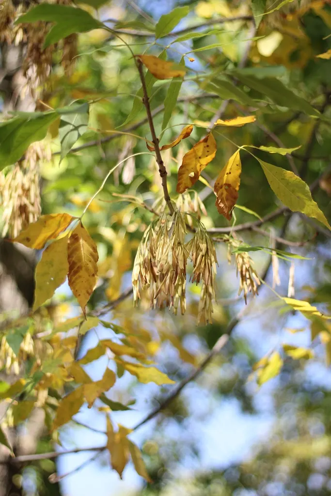 Flowering Ash (Fraxinus Ornus) — with low maintenance needs and adaptability, image 50