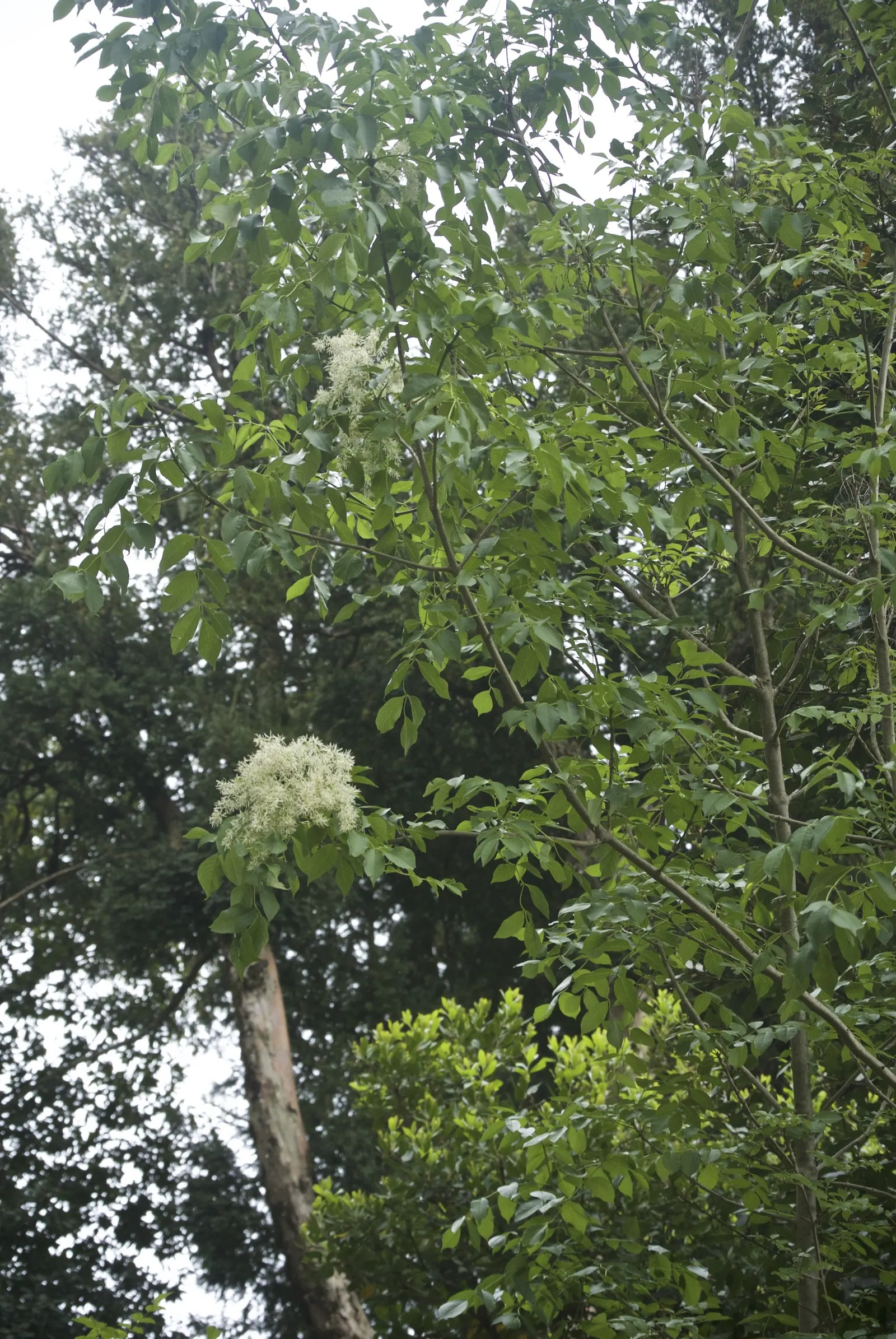 Flowering Ash (Fraxinus Ornus) — Preferring full sun, it's a hardy choice for zones 5 to 8 and tolerates a wide range of soil types, image 32