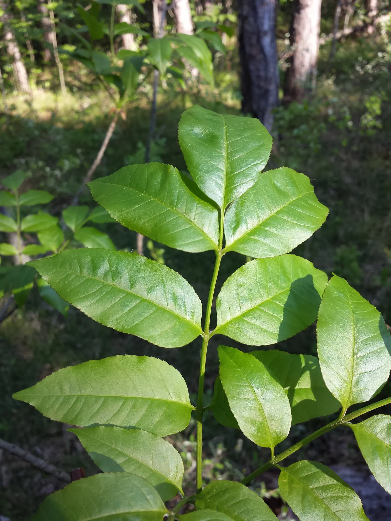Flowering Ash (Fraxinus Ornus) — pinnately compound leaves