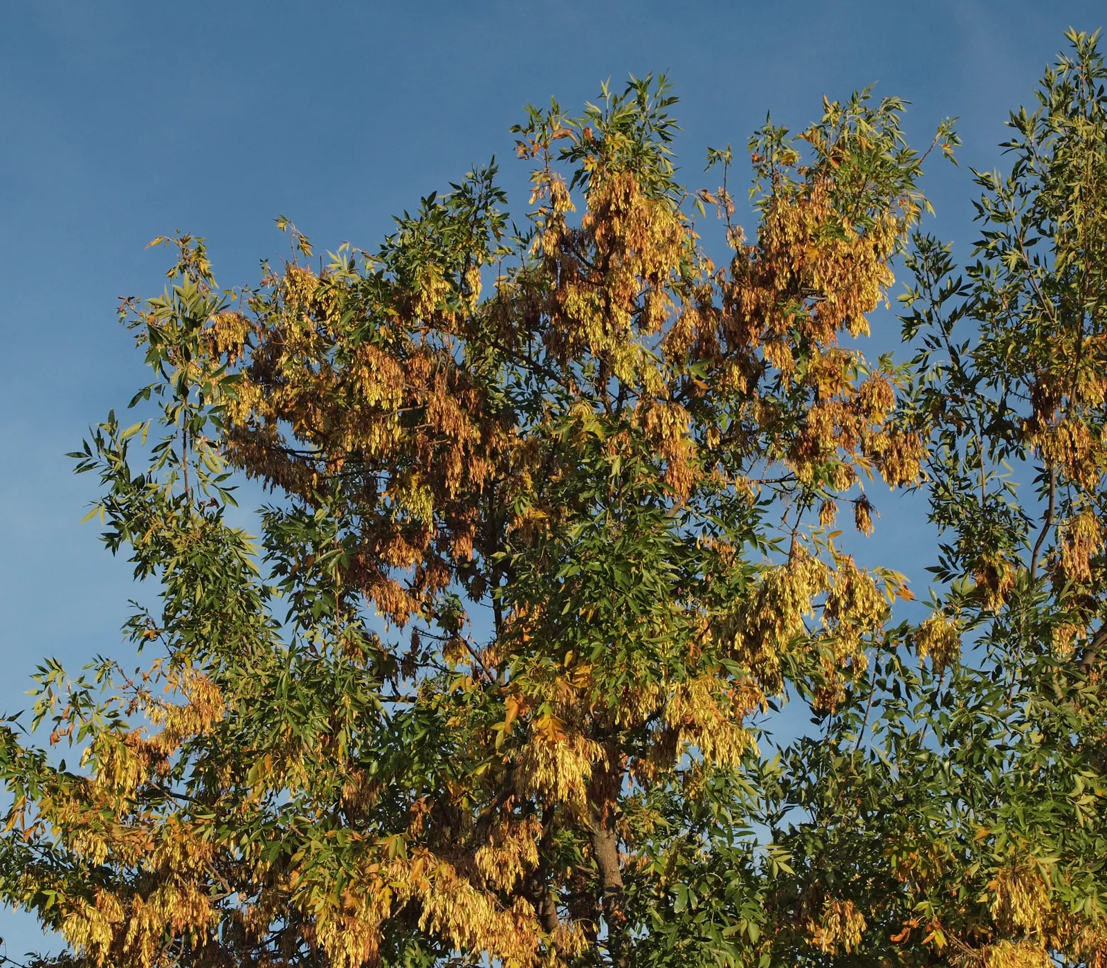 Flowering Ash (Fraxinus Ornus) — Fraxinus ornus serves well as a focal point; this tree typically reaches heights of 15 to 25 feet with an, image 75