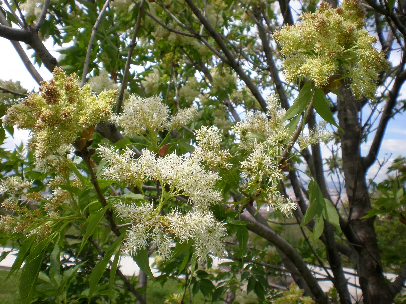 Flowering Ash (Fraxinus Ornus) — it provides both beauty and functionality to any garden setting; it reaches up to 25 feet in height with a spread, image 78