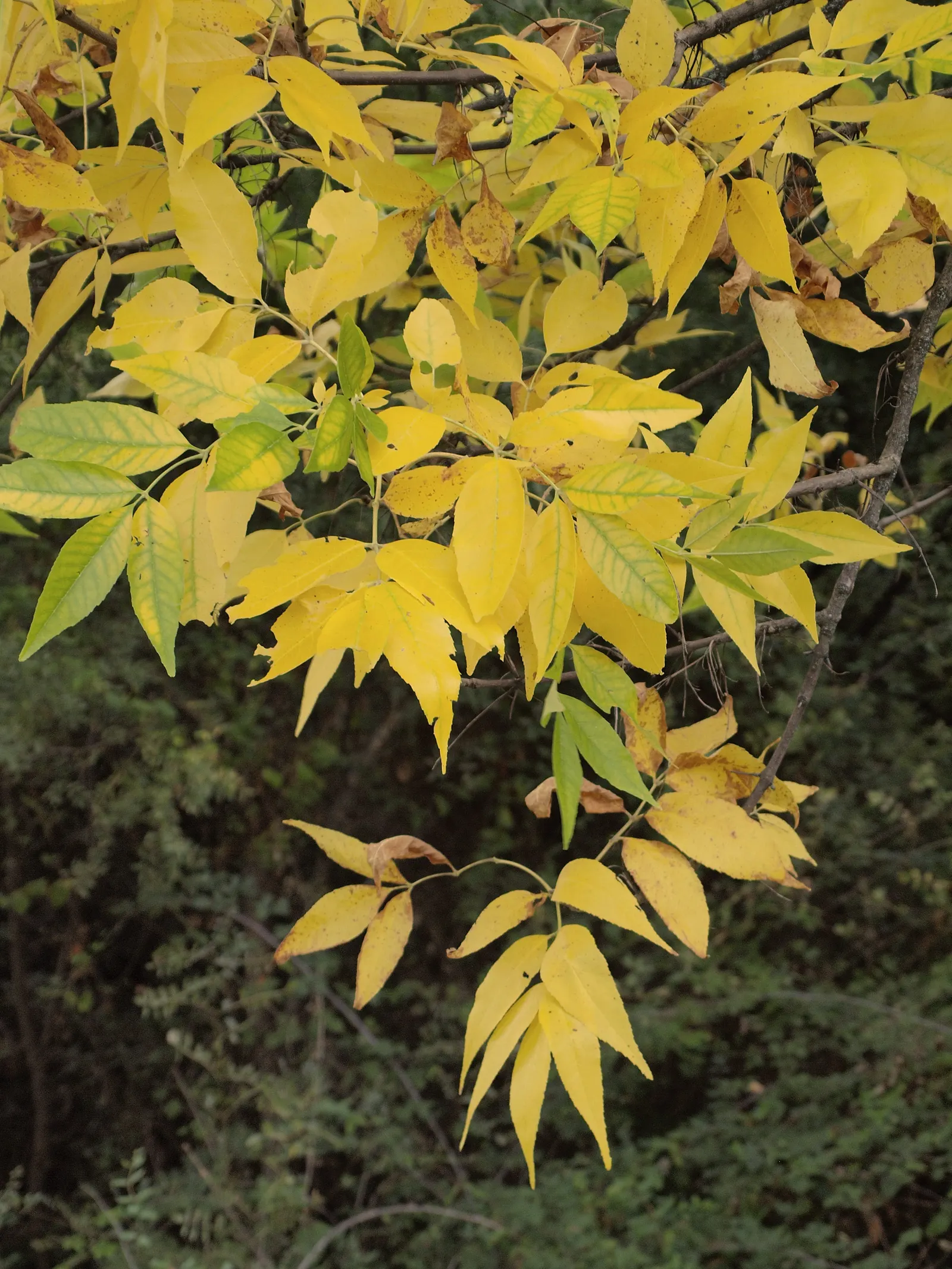 Flowering Ash (Fraxinus Ornus) — Preferring full sun, it's a hardy choice for zones 5 to 8 and tolerates a wide range of soil types