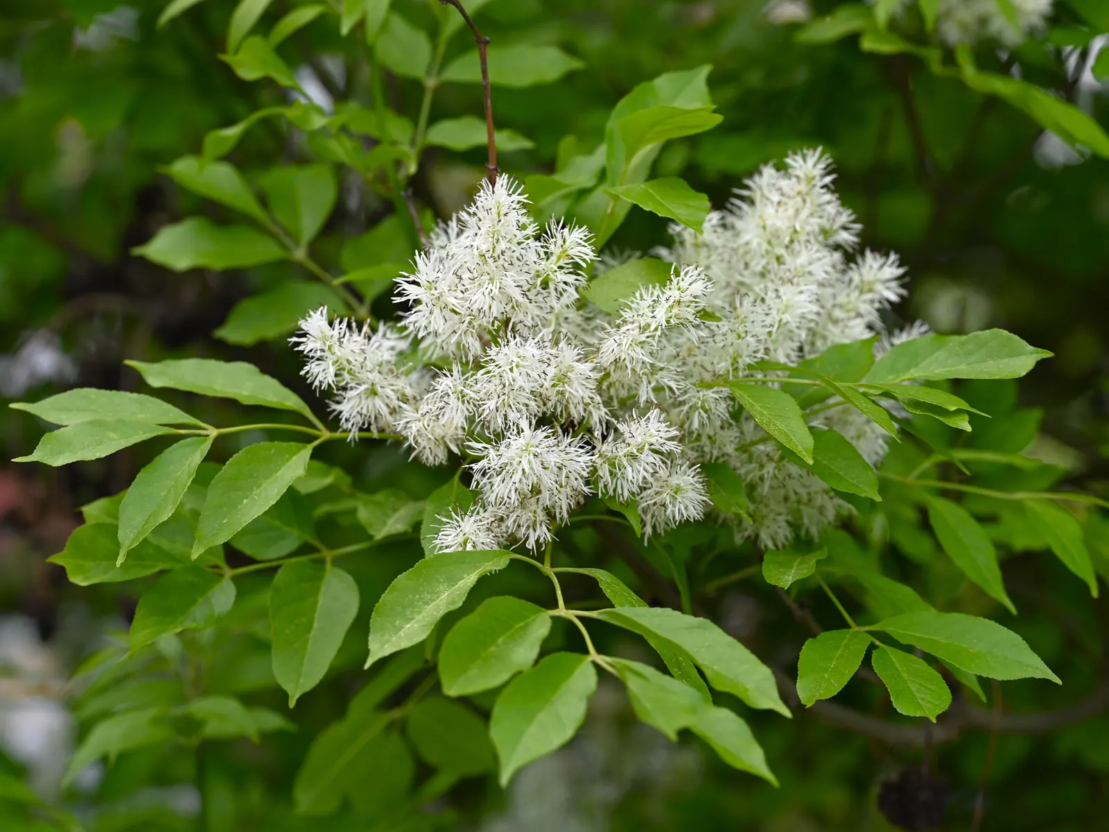 Flowering Ash (Fraxinus Ornus) — This ornamental possesses pinnate leaves that shift to golden yellow in fall
