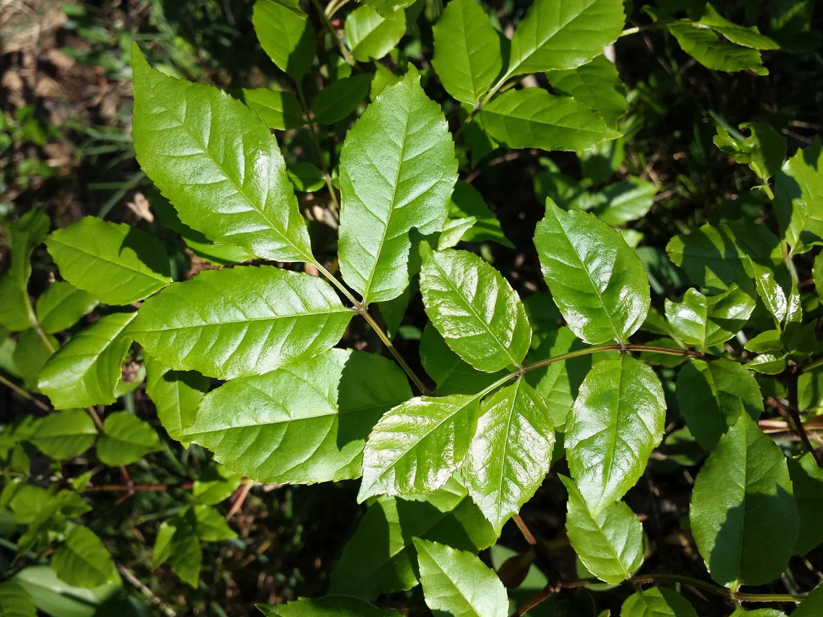 Flowering Ash (Fraxinus Ornus) — It reaches up to 25 feet in height with a spread of 15 to 25 feet; each with 5 to 9 leaflets, image 57