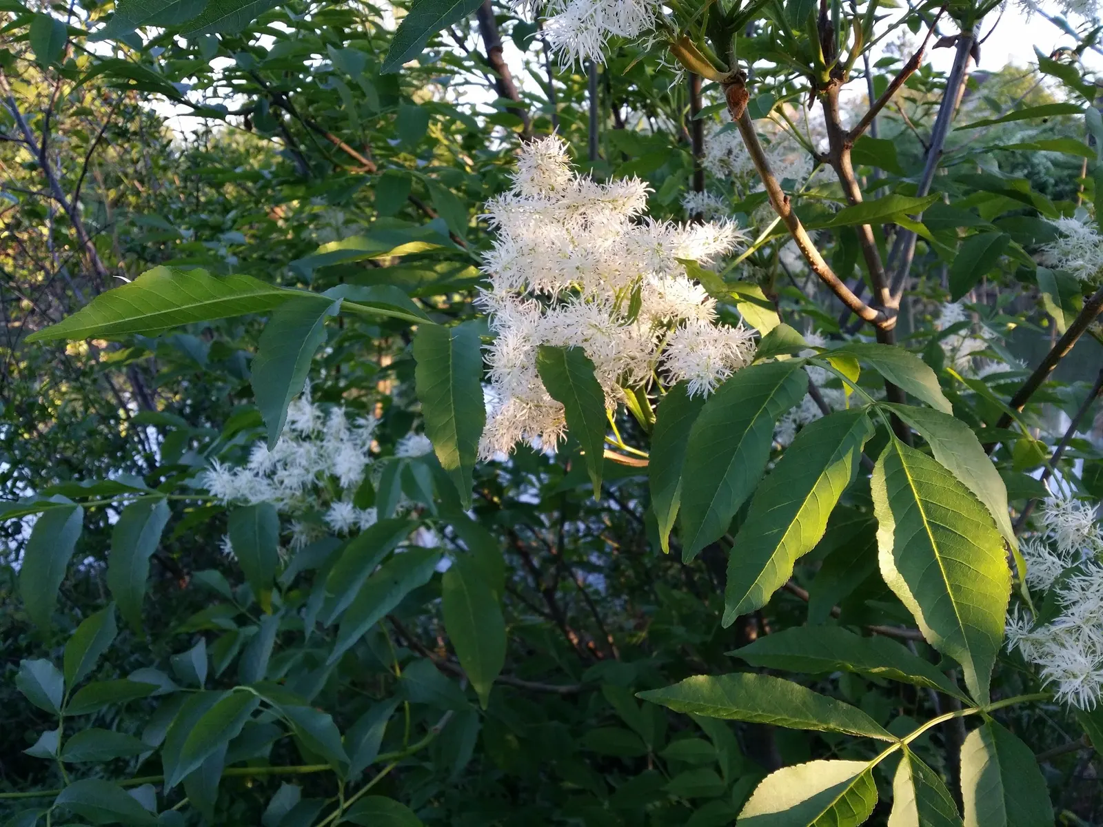 Flowering Ash (Fraxinus Ornus) — This ornamental possesses pinnate leaves that shift to golden yellow in fall; green and white flowers in the garden
