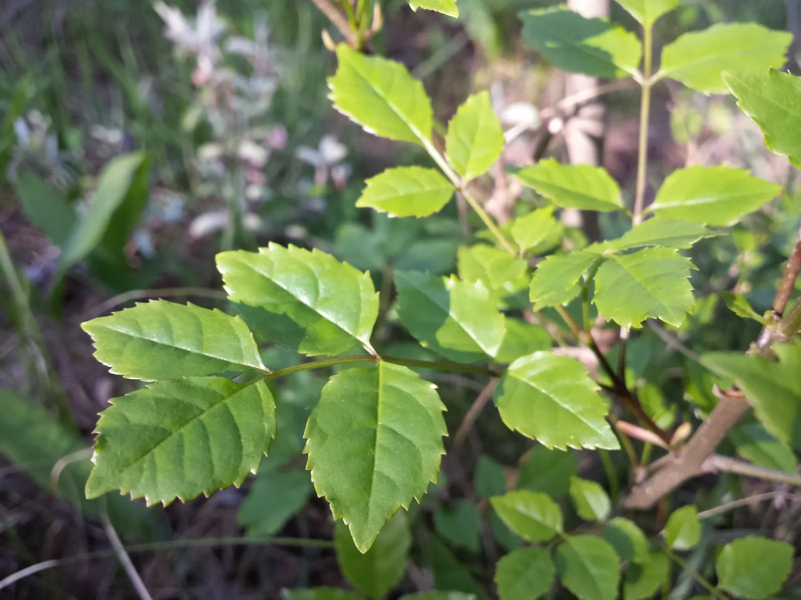Flowering Ash (Fraxinus Ornus) — is a deciduous tree known for its showy clusters of fragrant; this ornamental possesses pinnate leaves that shift to golden