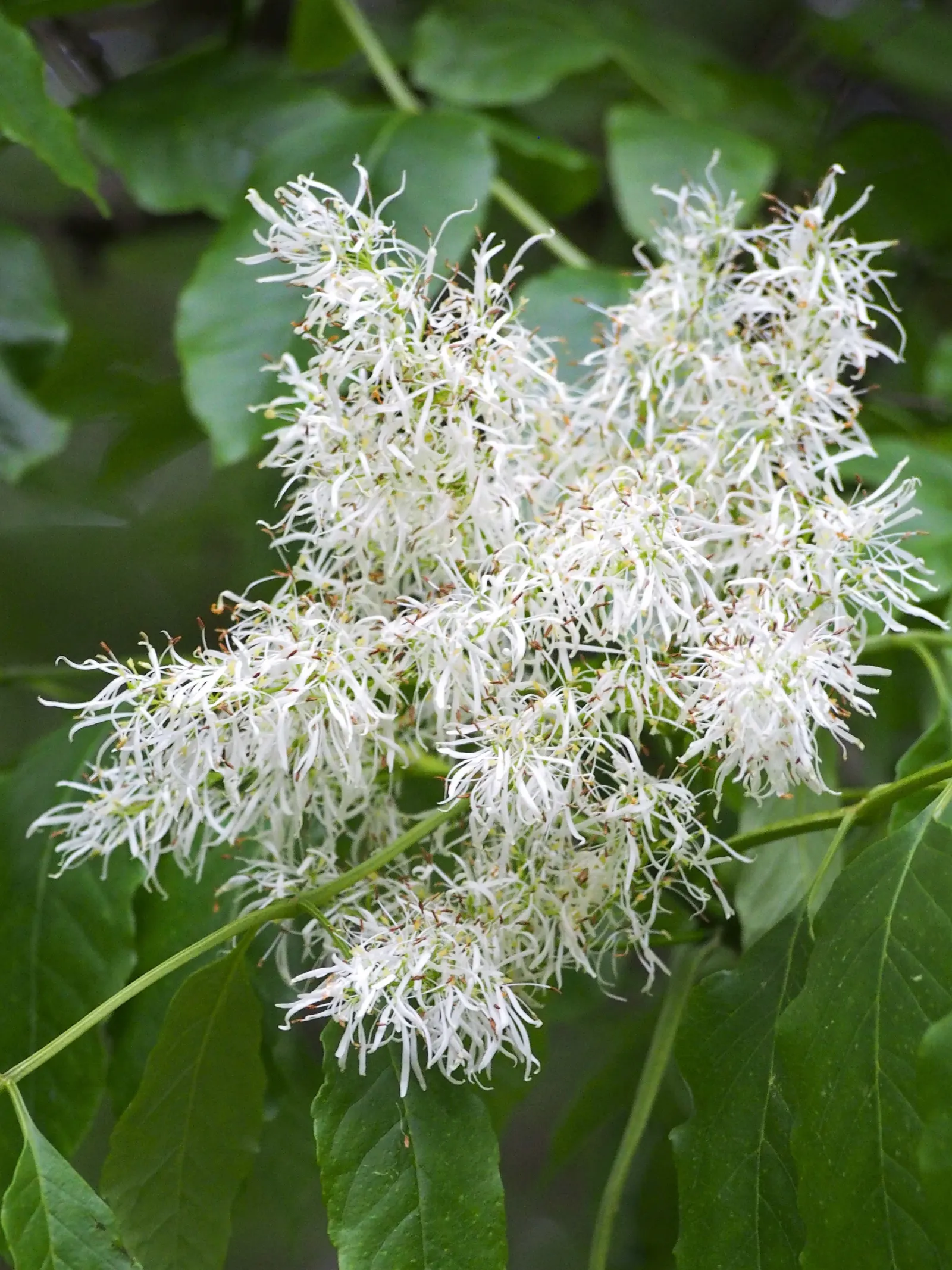 Flowering Ash (Fraxinus Ornus) — the Flowering Ash thrives in well-drained soil