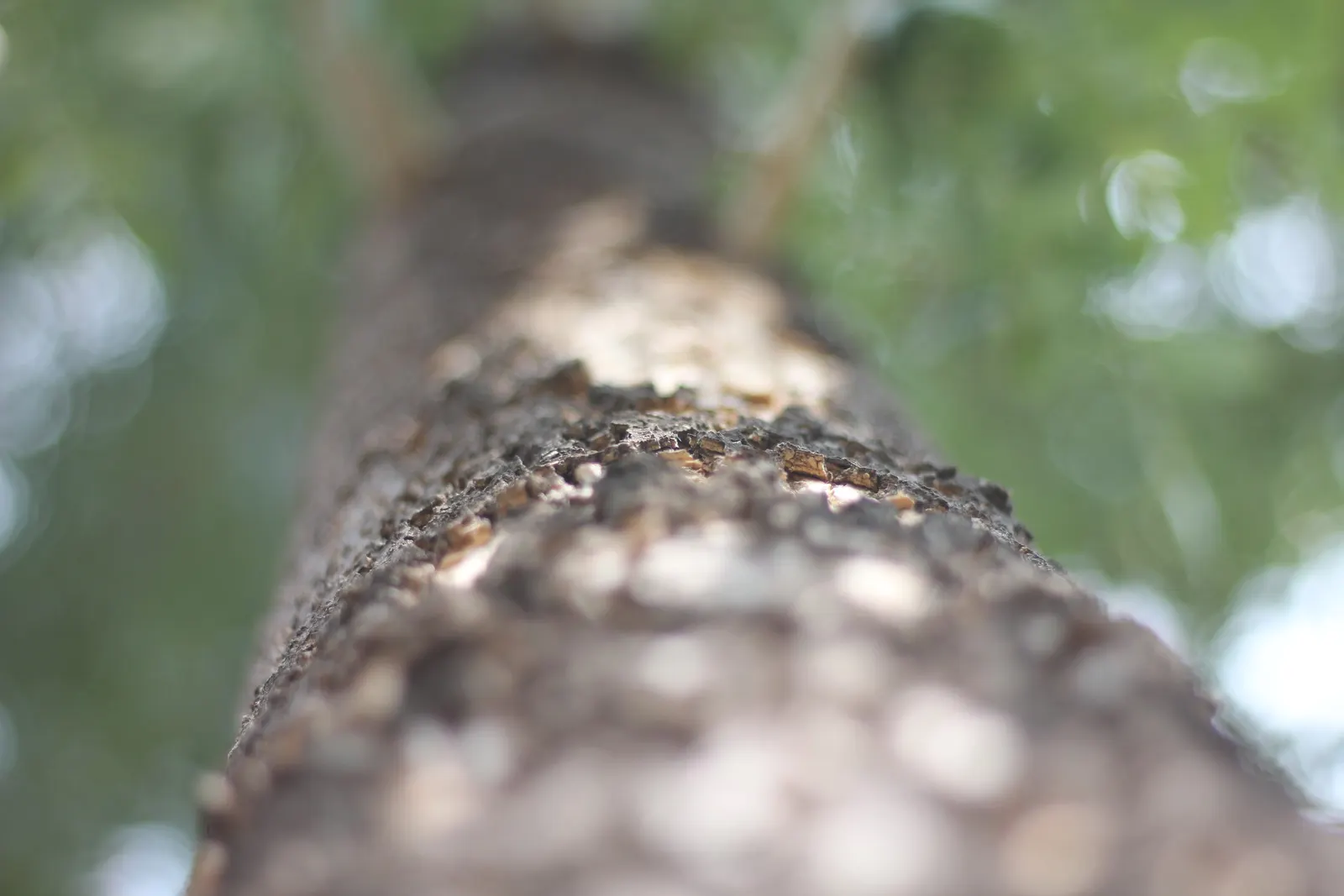 Flowering Ash (Fraxinus Ornus) — the Flowering Ash thrives in well-drained soil; fraxinus ornus serves well as a focal point, image 69