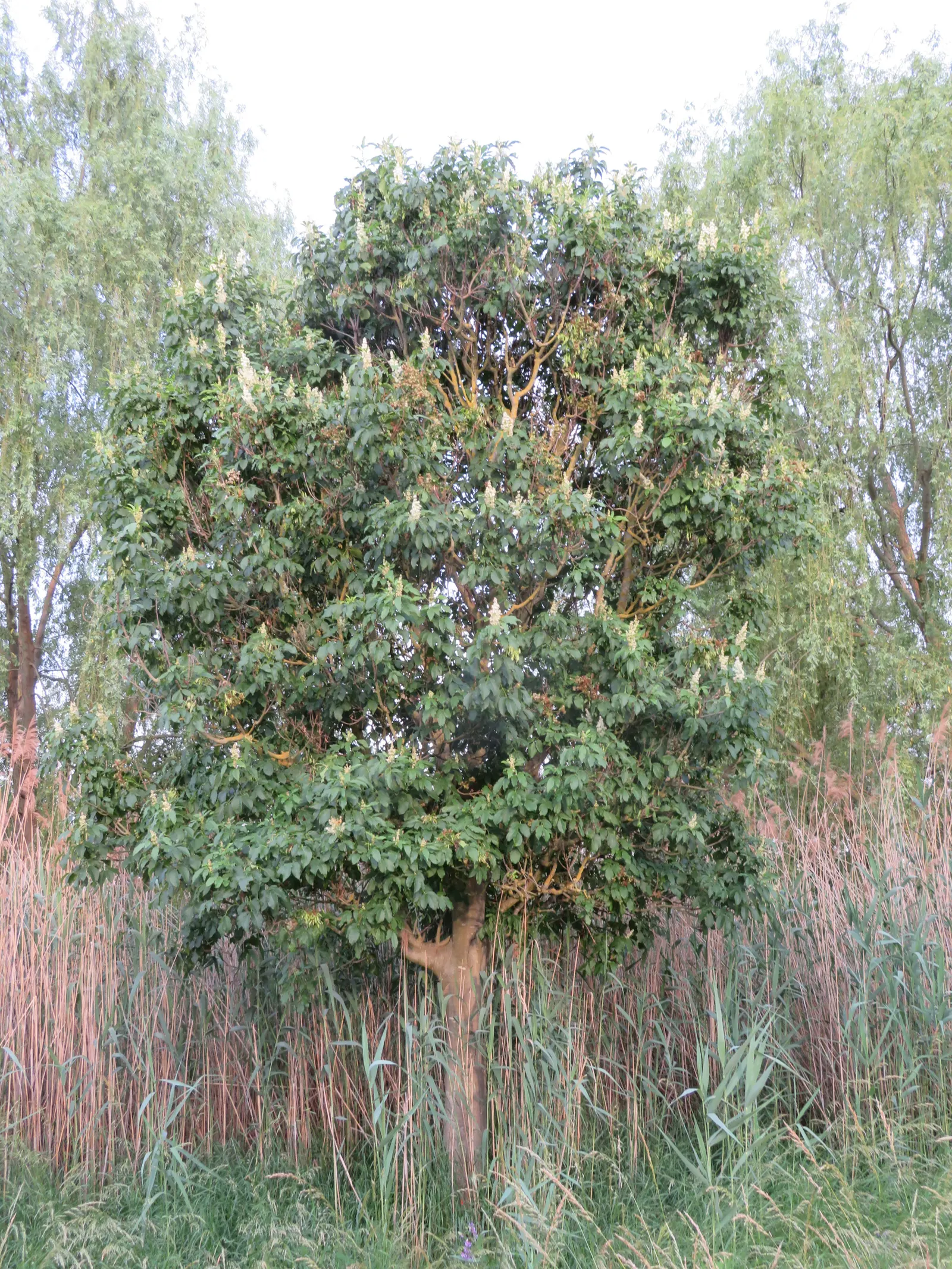Flowering Ash (Fraxinus Ornus) — showing a moderate growth rate; is a deciduous tree known for its showy clusters of fragrant