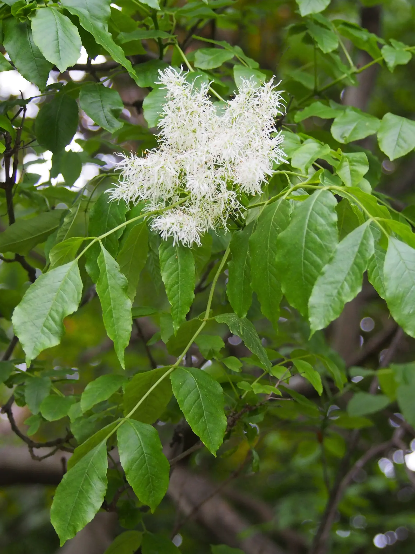 Flowering Ash (Fraxinus Ornus) — often selected for its striking floral display and manageable size