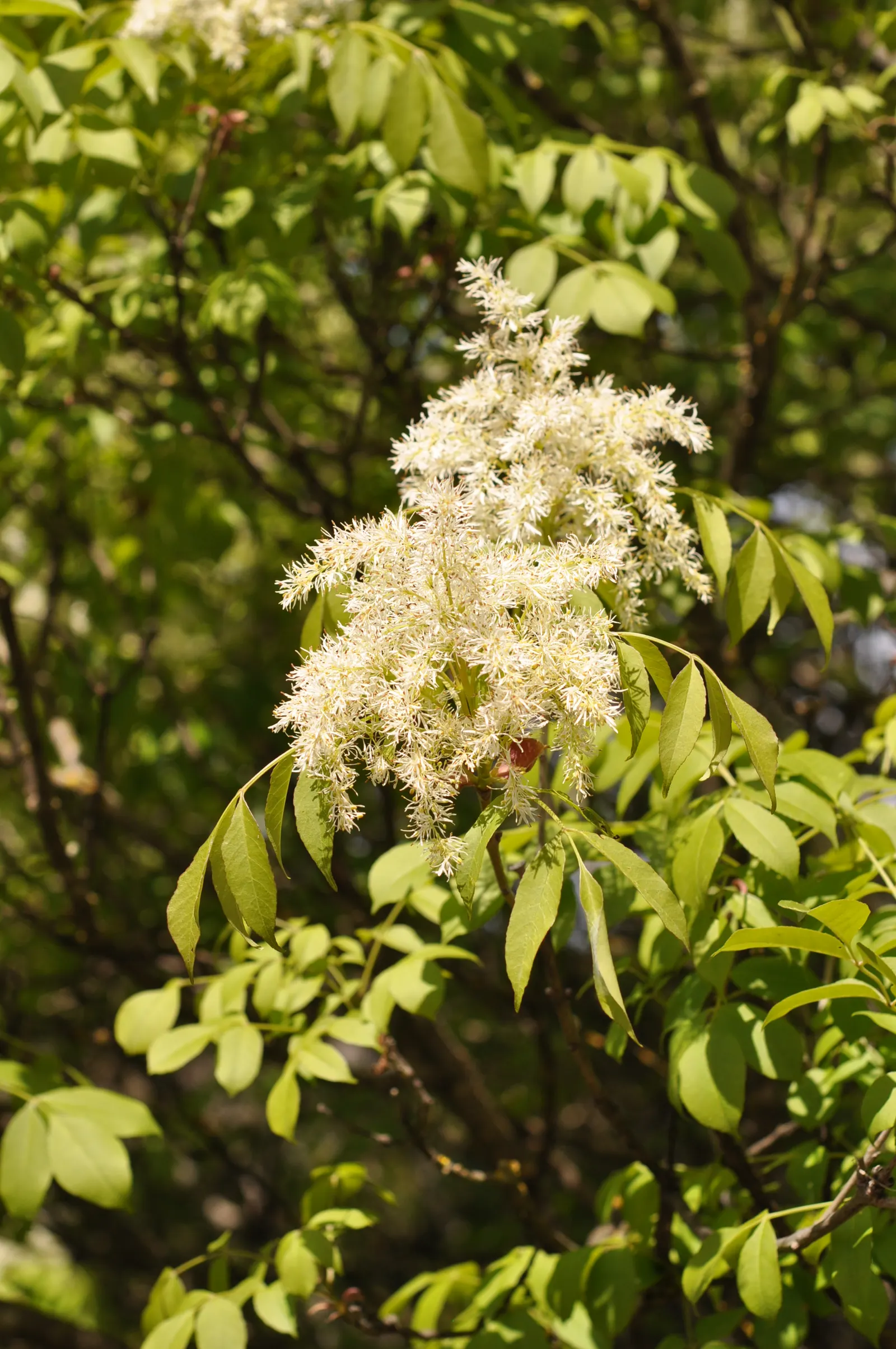 Flowering Ash (Fraxinus Ornus) — Following the floral exhibition