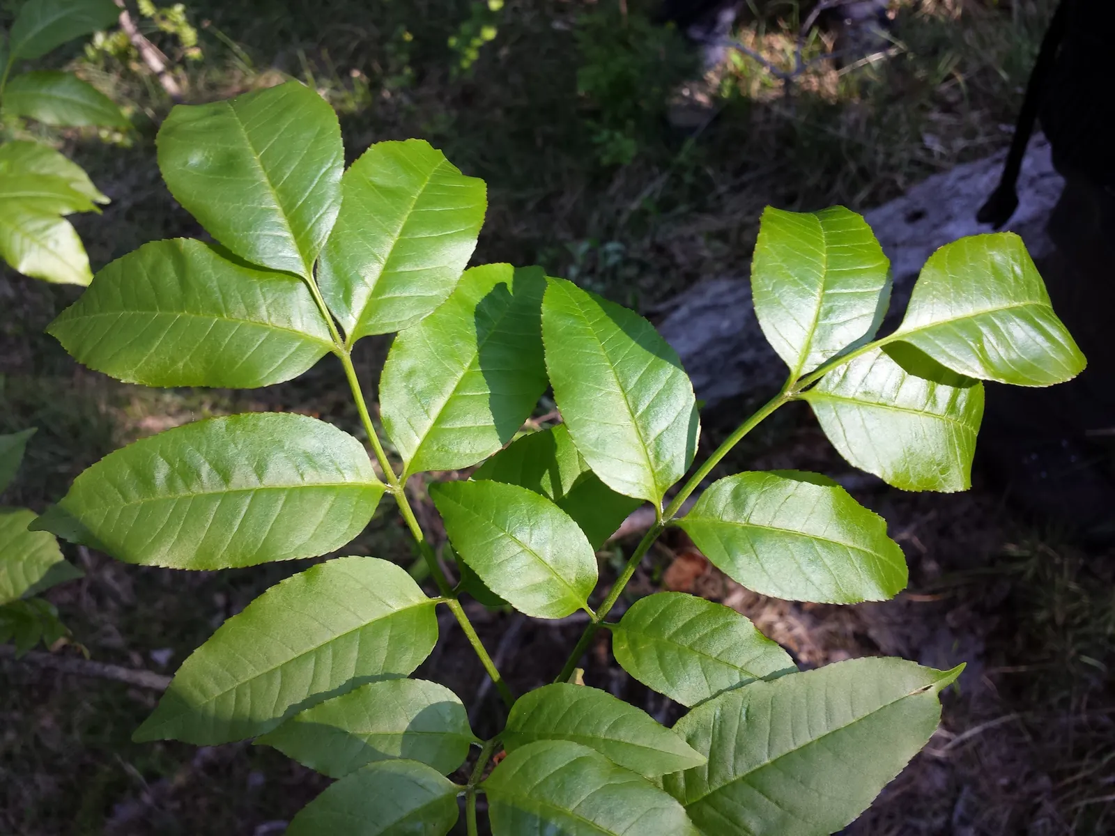 Flowering Ash (Fraxinus Ornus) — showing a moderate growth rate