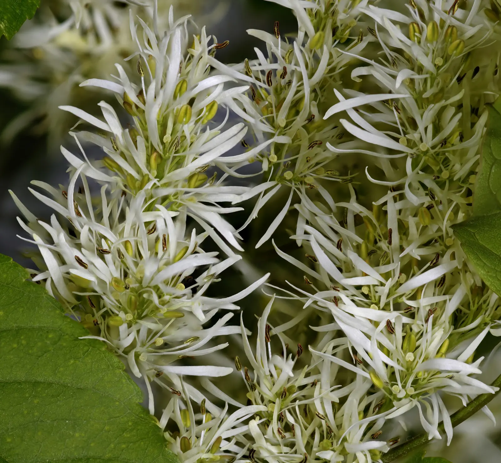 Flowering Ash (Fraxinus Ornus) — which then transitions to a palette of yellows and muted oranges in the fall.<br><br>For a landscape design, image 74
