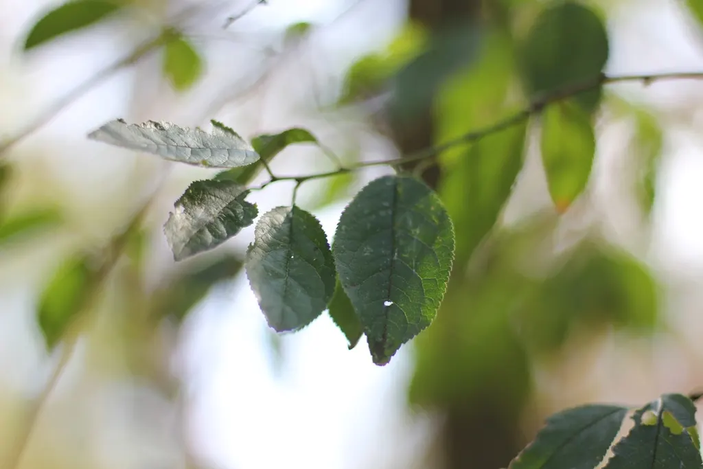 Flowering Ash (Fraxinus Ornus) — offering a lush green backdrop in summer; its size, attractive blooms, and seasonal changes provide enduring interest