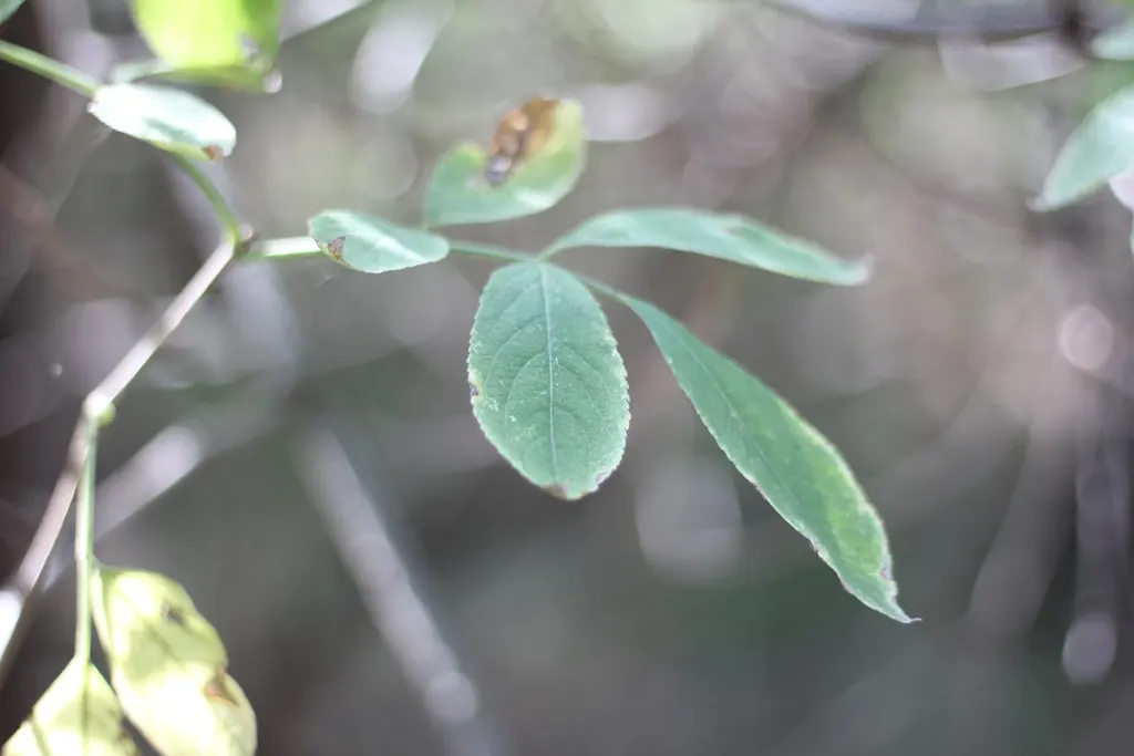 Flowering Ash (Fraxinus Ornus) — making it an excellent choice for small to medium-sized landscapes.<br><br>In the spring