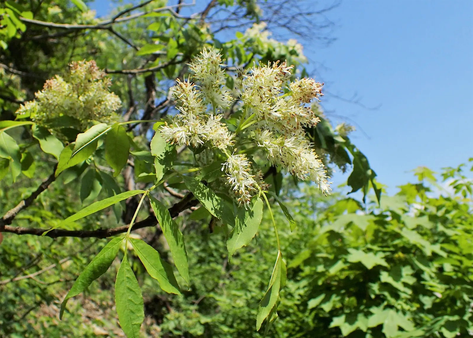 Flowering Ash (Fraxinus Ornus) — each cluster stretching up to 8 inches long; tree for full