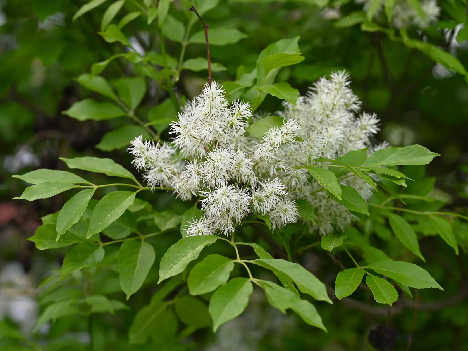 Flowering Ash (Fraxinus Ornus) — Fraxinus ornus is festooned with showy panicles of creamy-white; which then transitions to a palette of yellows and muted
