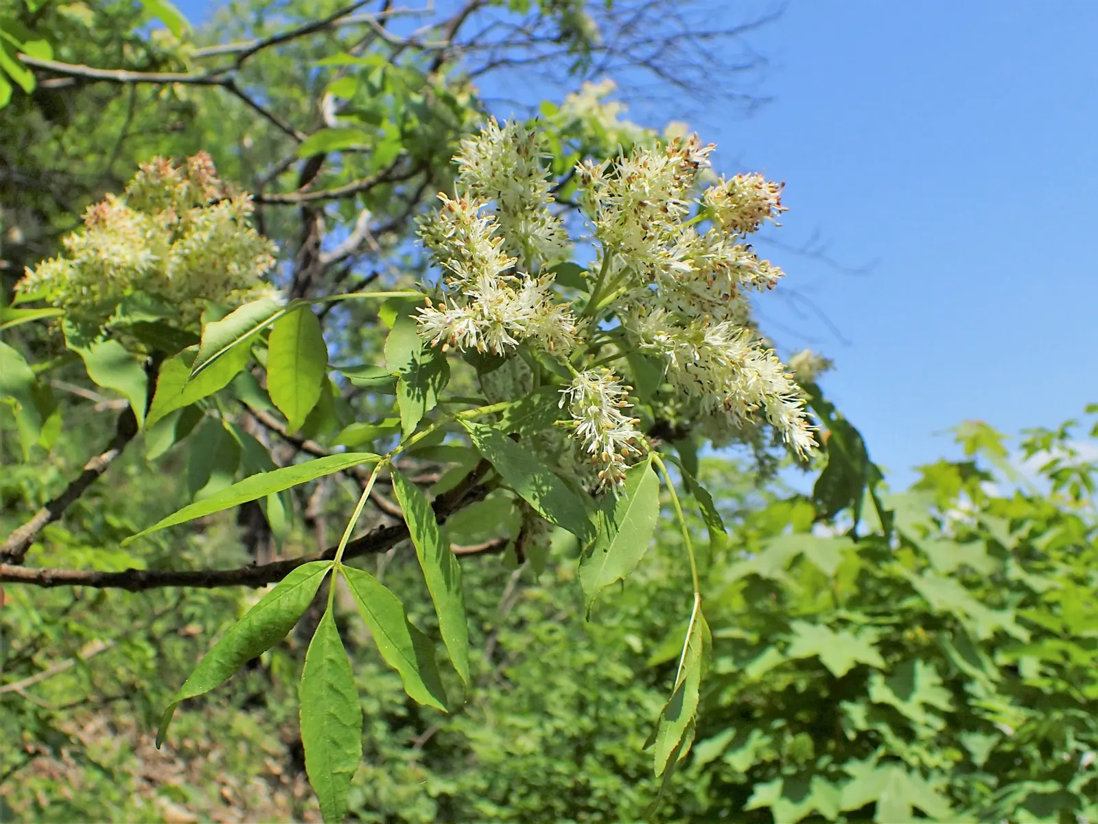 Flowering Ash (Fraxinus Ornus) — each cluster stretching up to 8 inches long; tree for full, image 66
