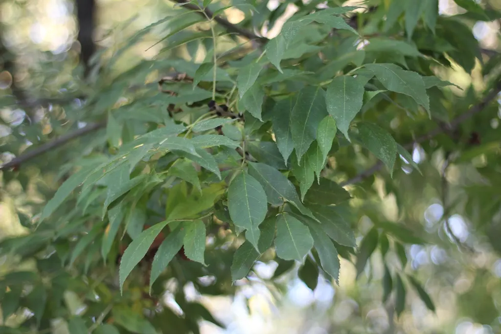 Flowering Ash (Fraxinus Ornus) — creamy white flowers blooming in late spring; fraxinus ornus is festooned with showy panicles of creamy-white, image 56
