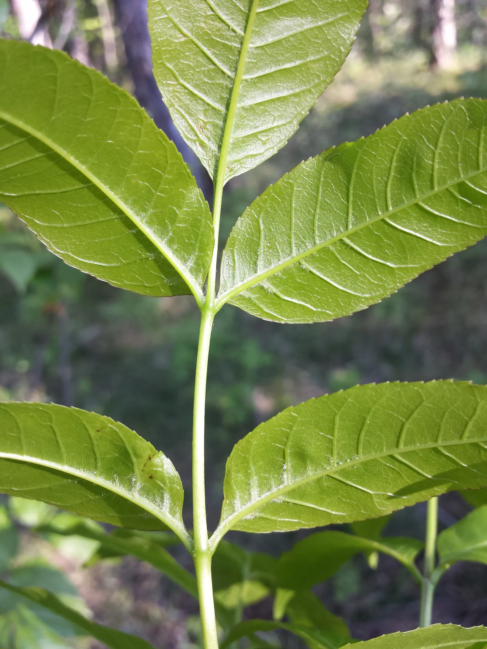 Flowering Ash (Fraxinus Ornus) — making it an excellent choice for small to medium-sized landscapes.<br><br>In the spring; these blossoms not only add a splash