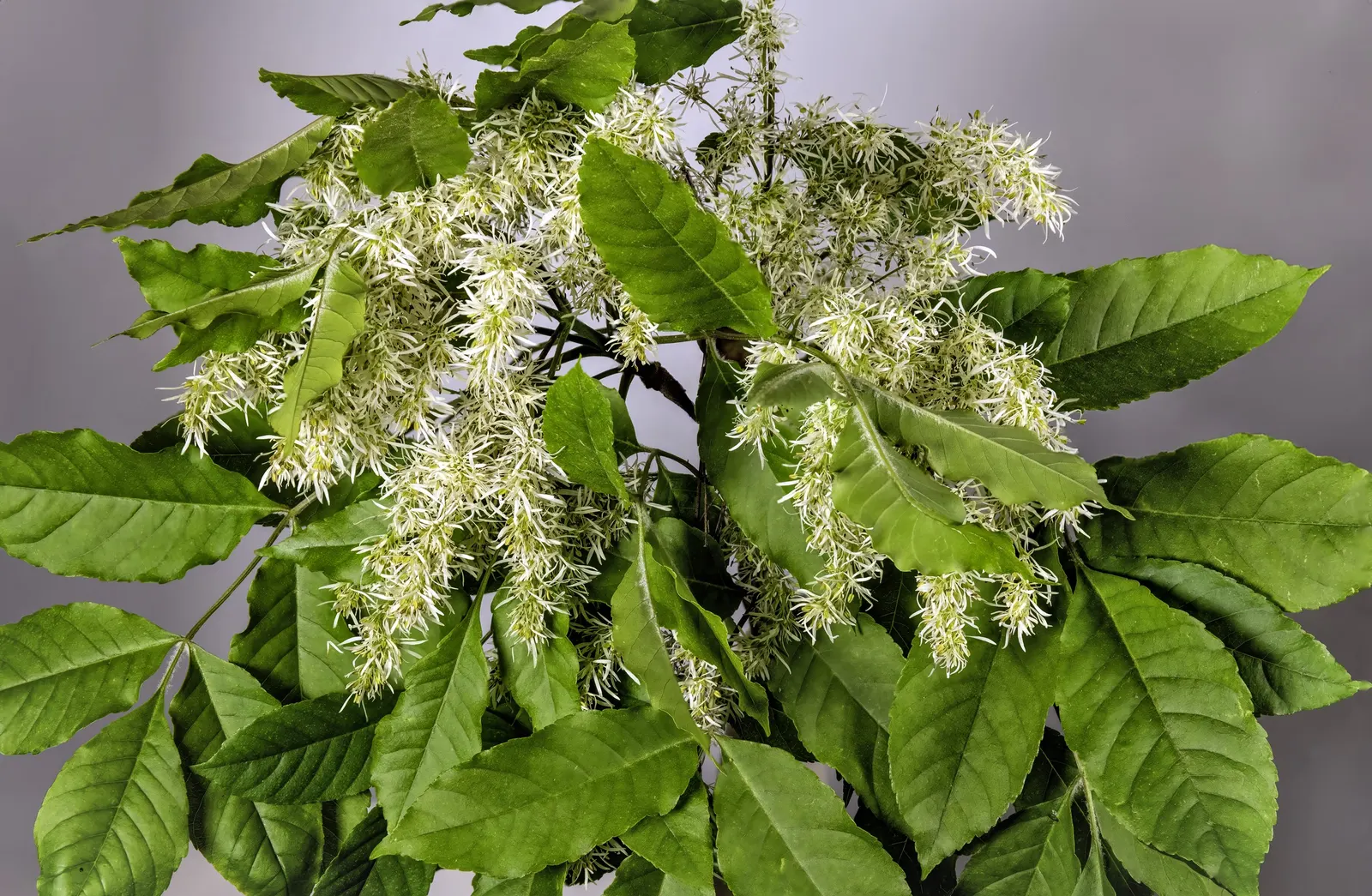 Flowering Ash (Fraxinus Ornus) — Fraxinus ornus serves well as a focal point; this tree typically reaches heights of 15 to 25 feet with an equivalent spread