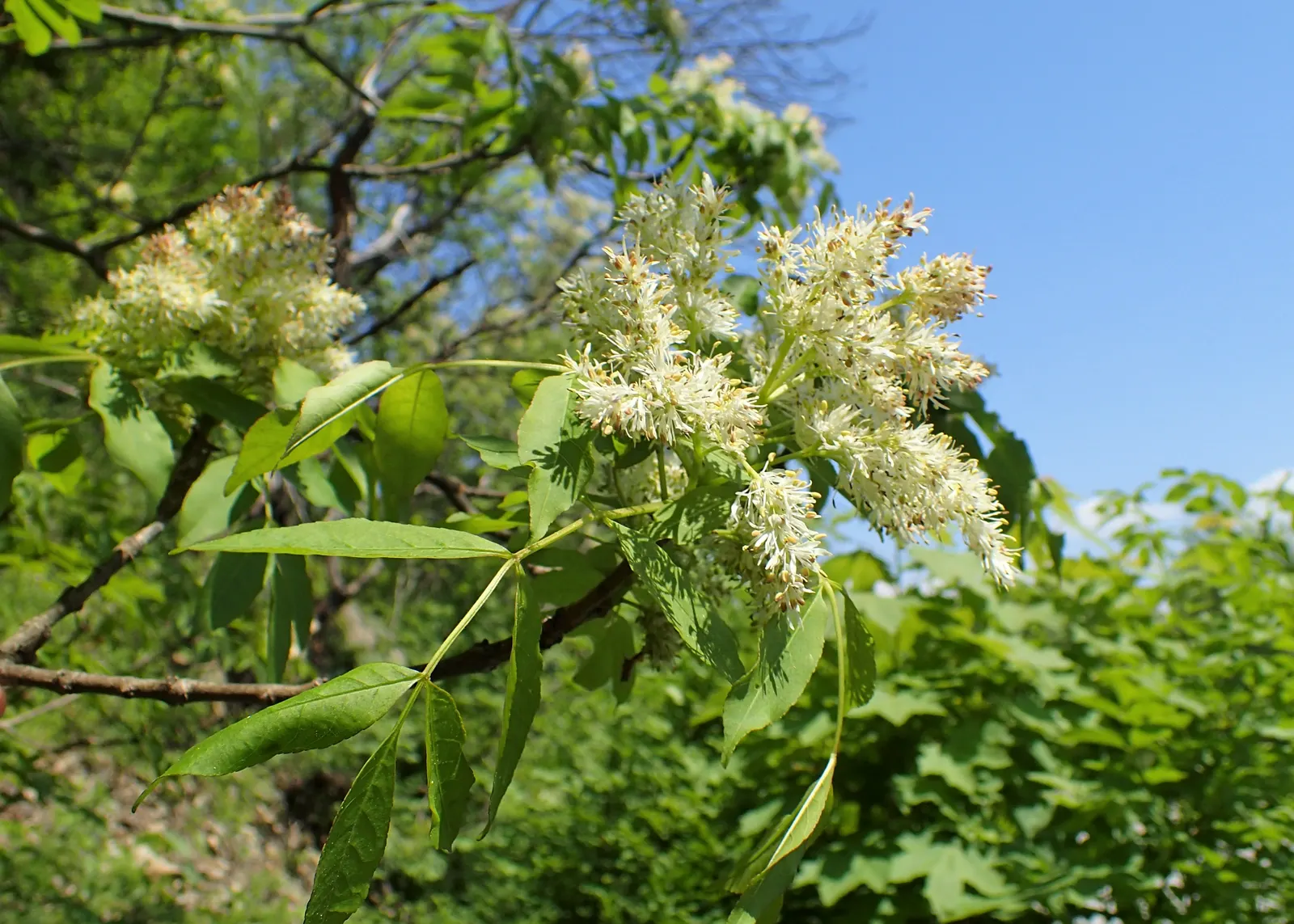 Flowering Ash (Fraxinus Ornus) — These blossoms not only add a splash of elegance but also attract a variety of pollinators to the garden; often selected for