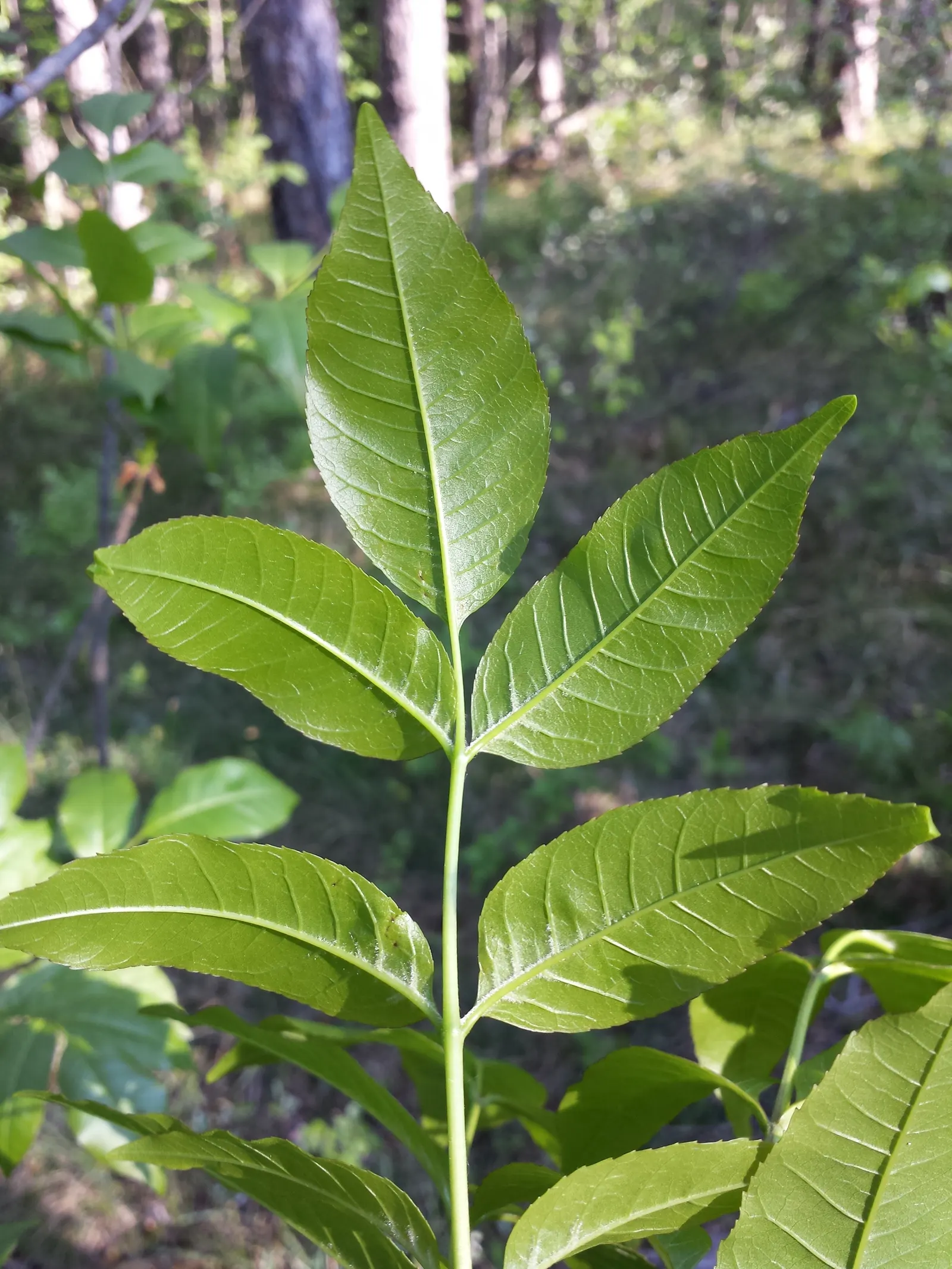 Flowering Ash (Fraxinus Ornus) — green and white flowers in the garden
