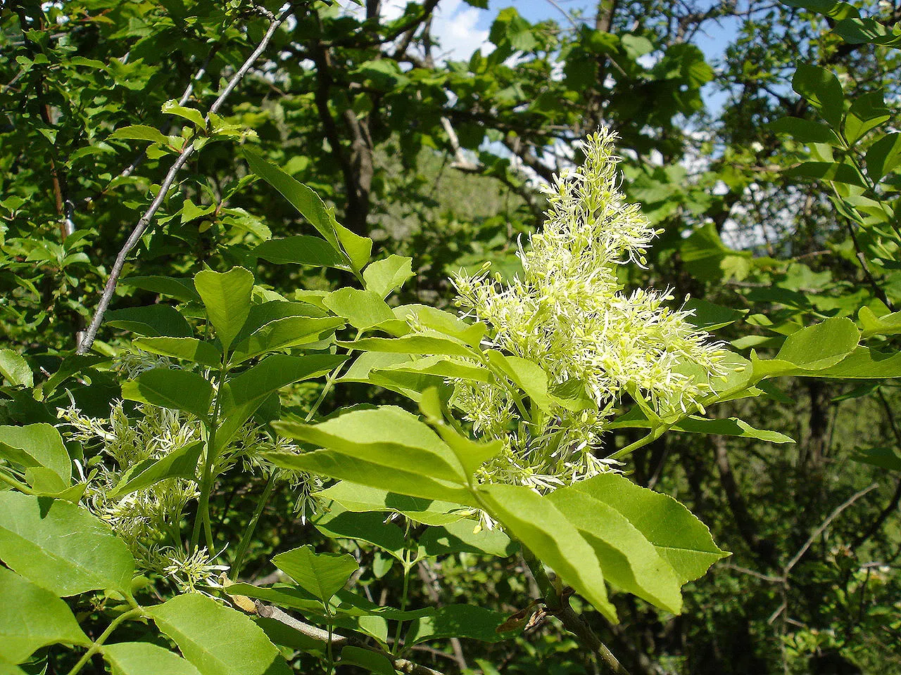 Flowering Ash (Fraxinus Ornus) — showing a moderate growth rate; is a deciduous tree known for its showy clusters of fragrant, image 70
