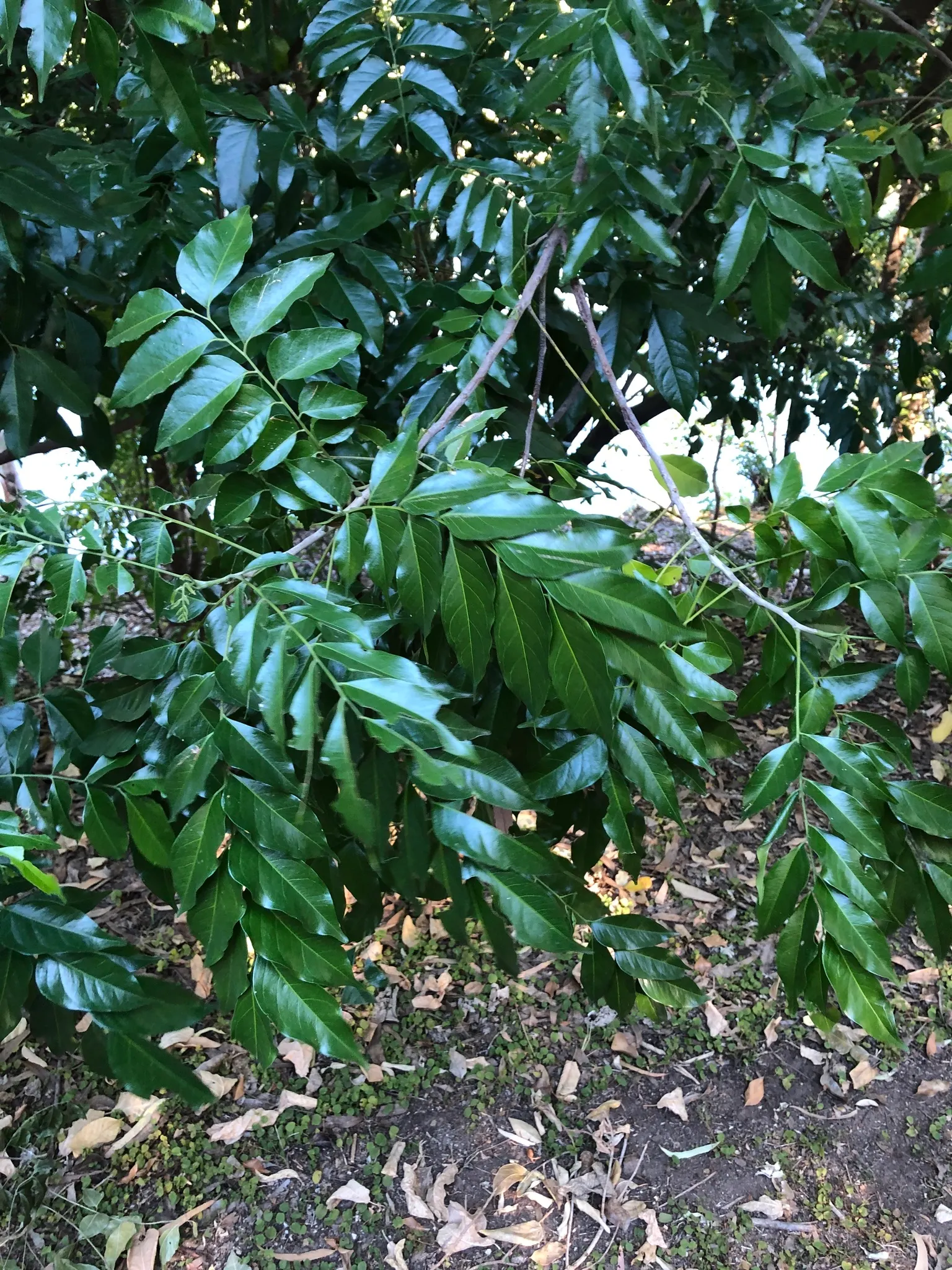 Flowering Ash (Fraxinus Ornus) — tree for full; it provides both beauty and functionality to any garden setting