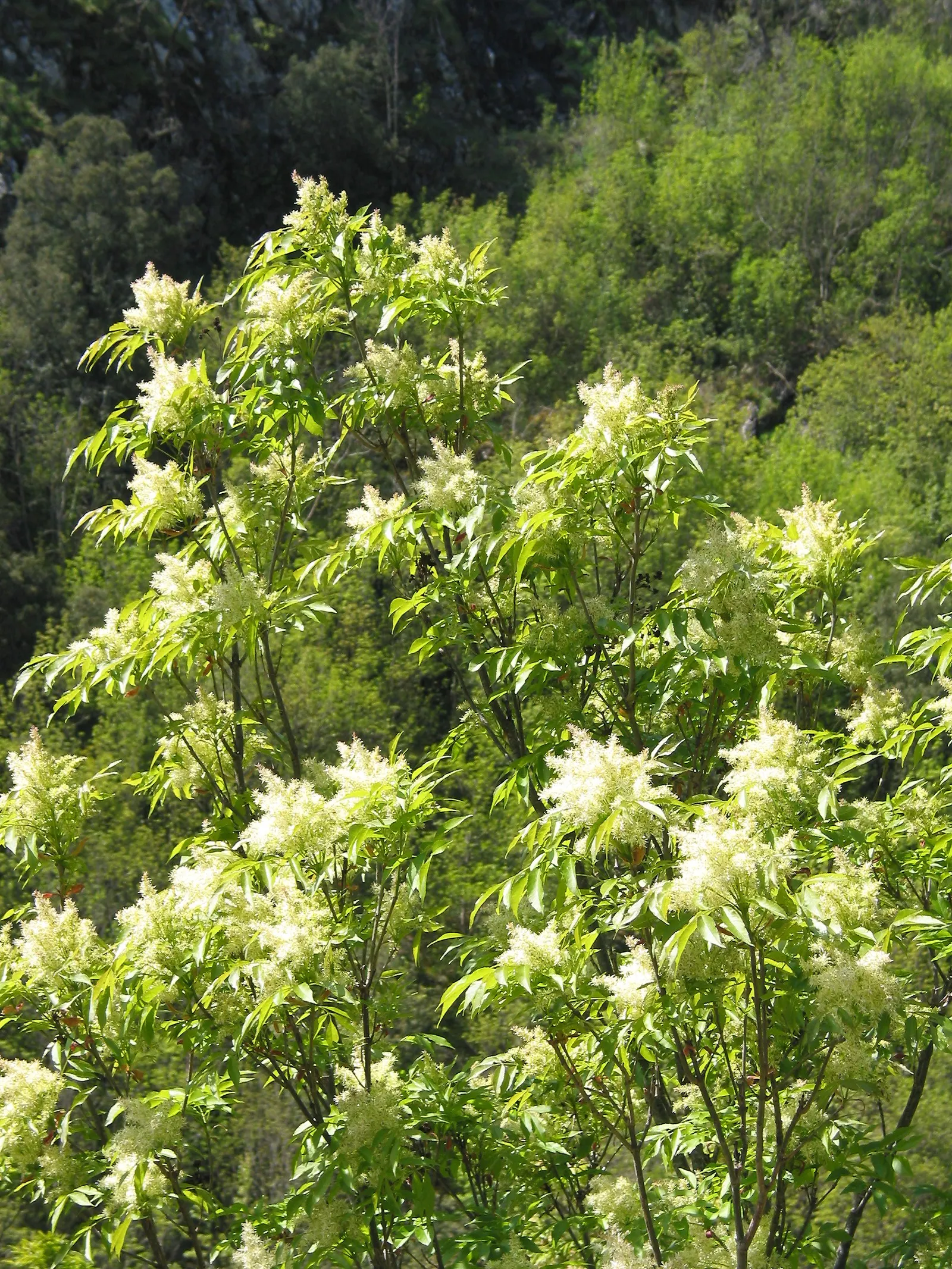 Flowering Ash (Fraxinus Ornus) — often selected for its striking floral display and manageable size; offering a lush green backdrop in summer