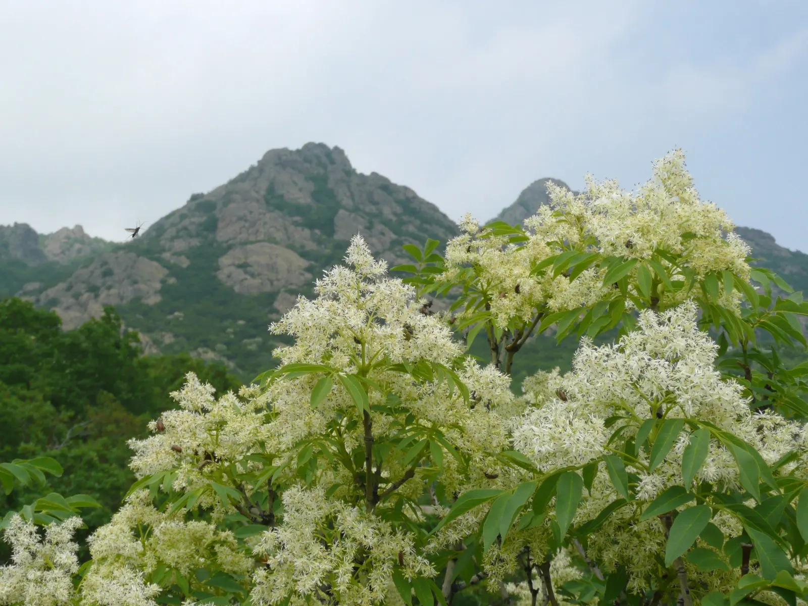 Flowering Ash (Fraxinus Ornus) — These blossoms not only add a splash of elegance but also attract a variety of pollinators to the garden; often, image 67