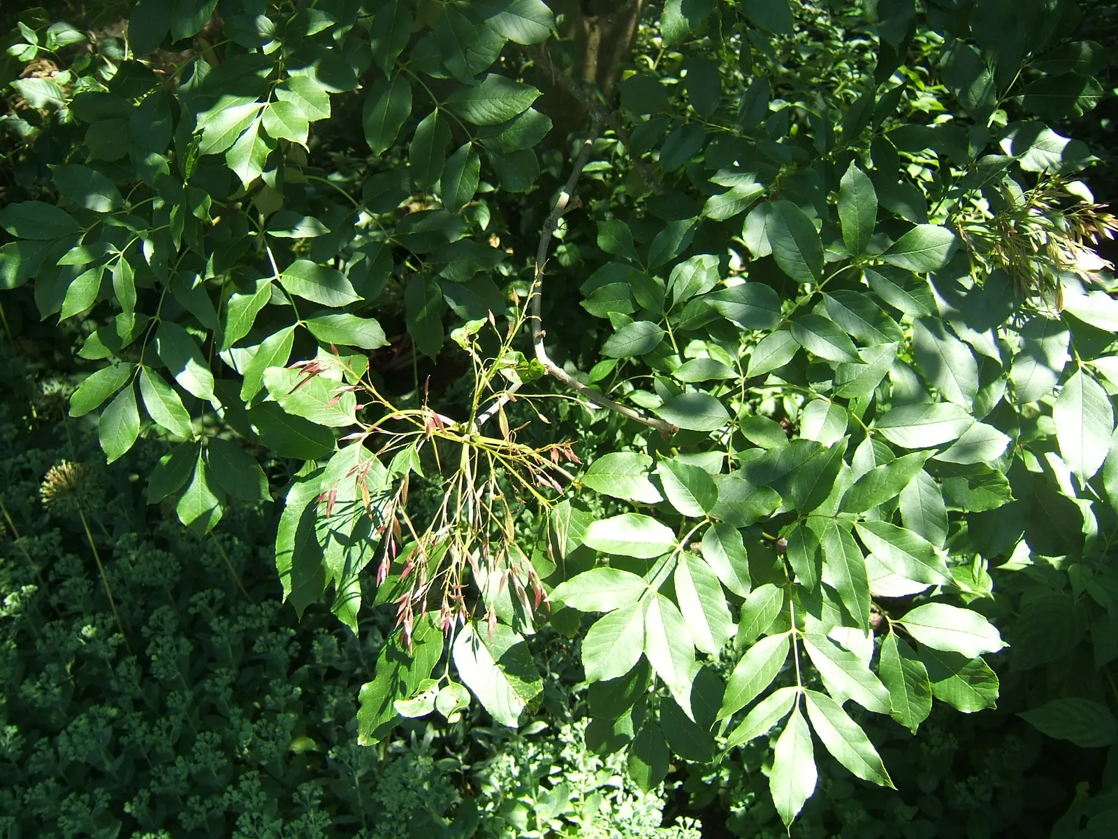 Flowering Ash (Fraxinus Ornus) — Following the floral exhibition, image 41