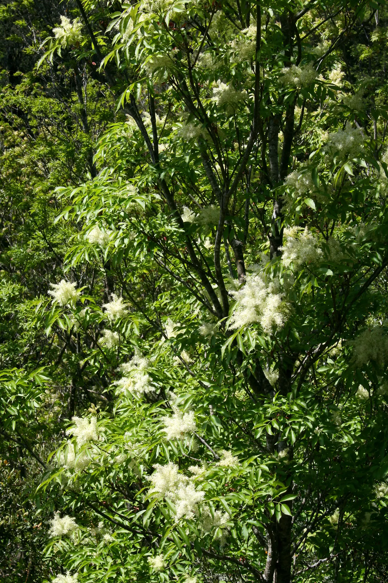 Flowering Ash (Fraxinus Ornus) — it provides both beauty and functionality to any garden setting; it reaches up to 25 feet in height with a spread of 15 to 25