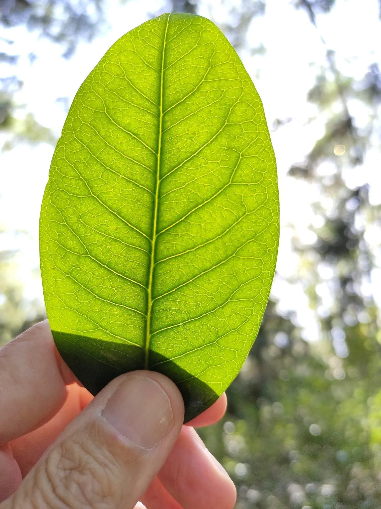 Flowering Ash (Fraxinus Ornus) — the Flowering Ash thrives in well-drained soil; fraxinus ornus serves well as a focal point